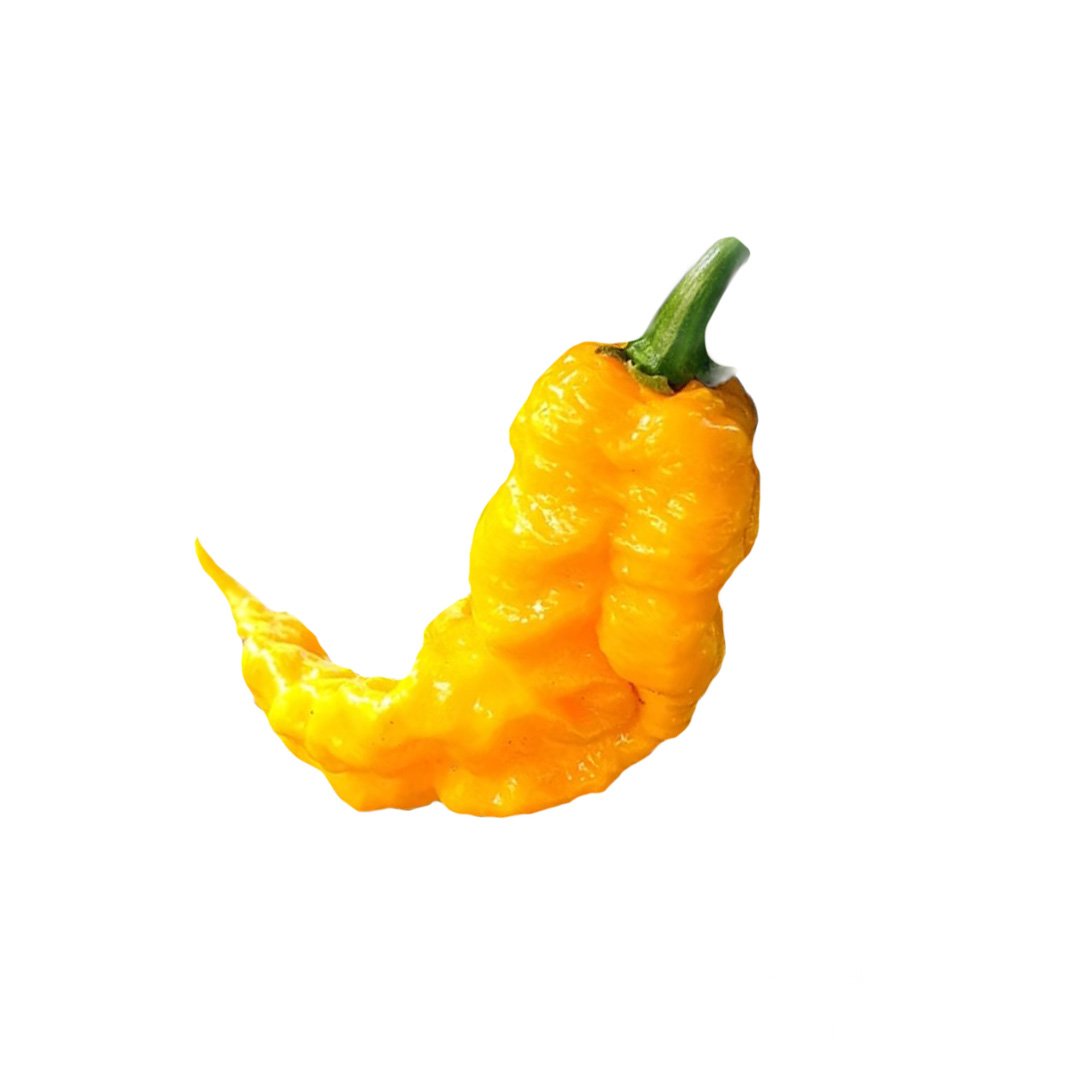 T-RexYellowChili.jpg