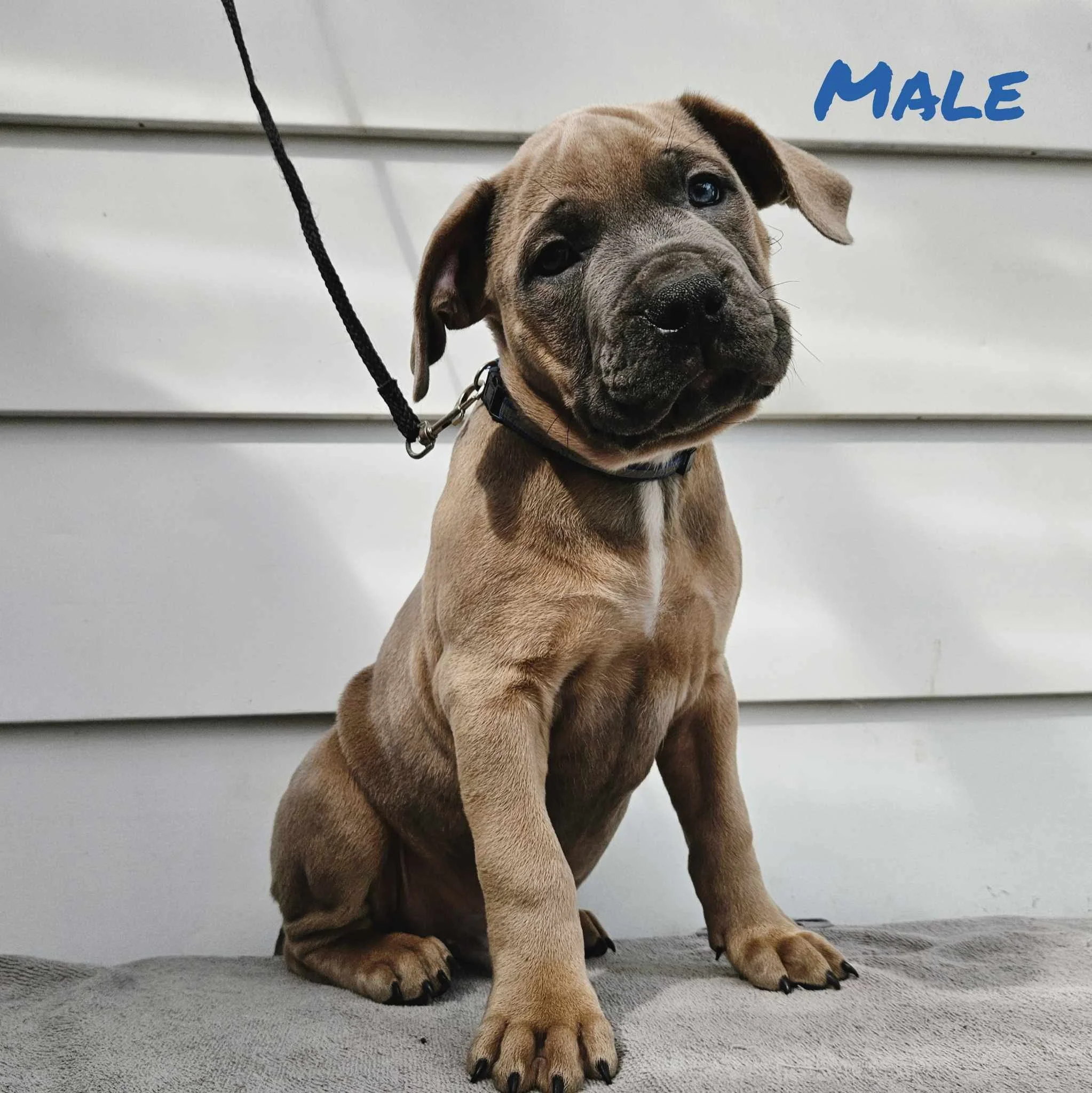 puppy4.jpg