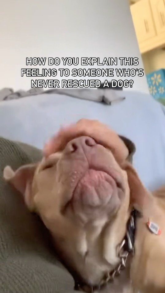 Somethings are just hard to put into words 🫶🏻🥹🐾🤍
The way their eyes find yours.
The way they forgive, trust, and love again — even after everything.
It’s not just about saving them…
It’s about how they save you, too.