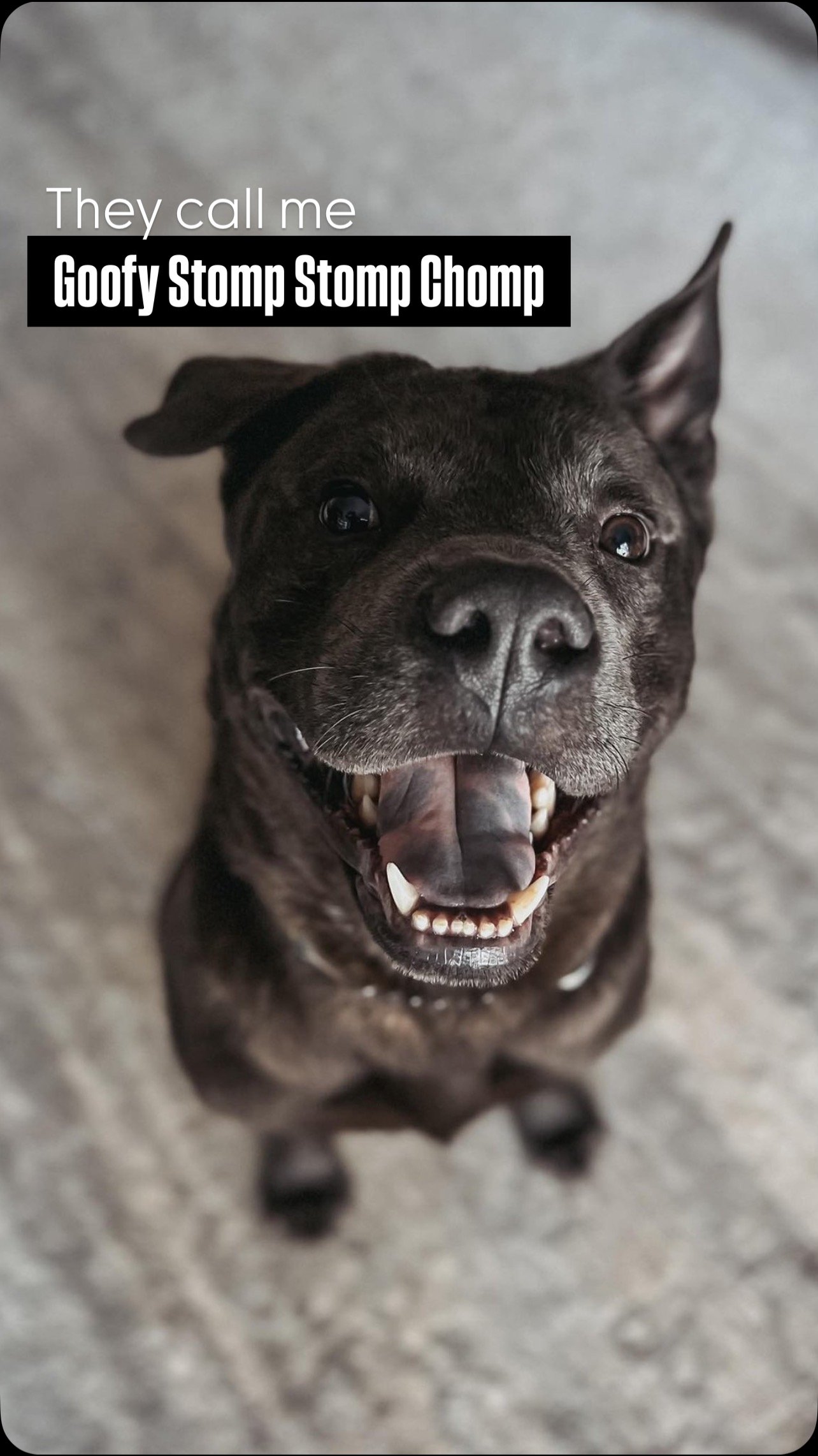 Serious face? ✔️Certified goofball? Absolutely 😜
Meet Goofy Stomp Stomp Chomp 🐶🤍🐾
3 years old, 50 lbs, and rocking that one-ear-up, one-ear-down look like a pro. 😎
He’s crate trained, car ready, toy obsessed, and fully vetted.
All he n