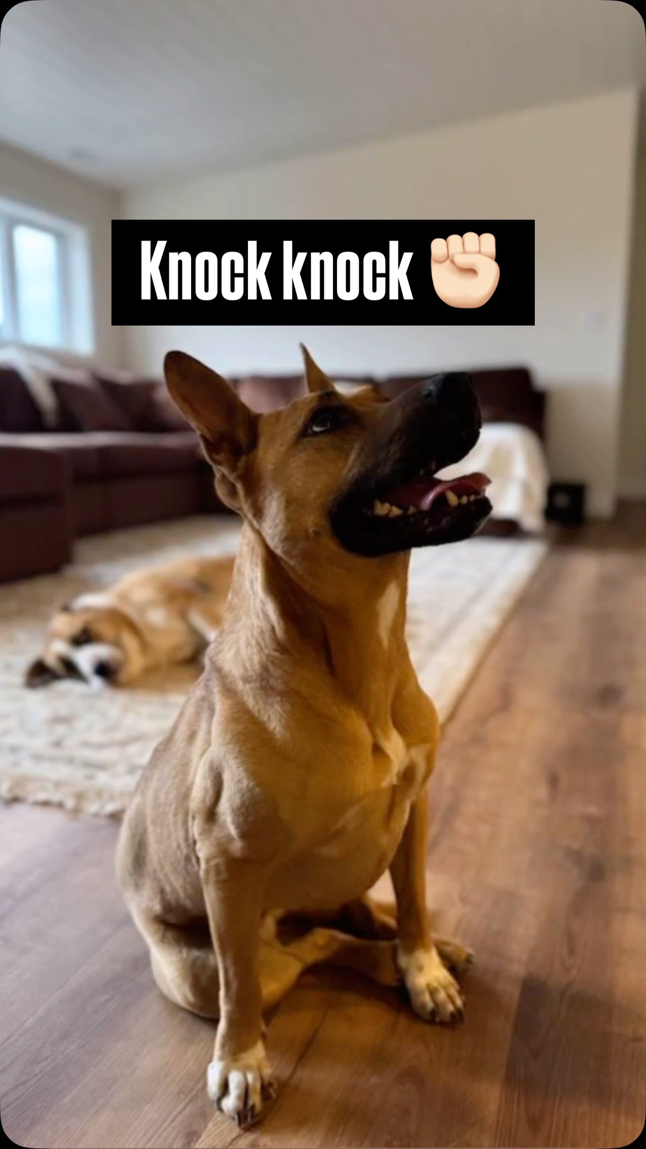 All jokes aside, Becks is 100% ready to steal your heart🐶💕
Becks is a 5-year-old, 50 lb terrier mix with the perfect balance of adventure and affection.
She’s your go-to girl for car rides, couch snuggles, and all the love you could ask for!
