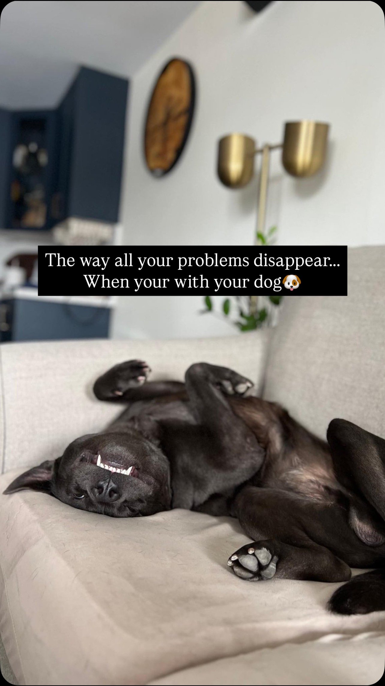 The way your problems just disappear when you’re with your dog…
Chomp is living proof of the difference a foster home can make.
Because of his amazing foster family, he’s had the chance to feel safe, loved, and just be a dog again