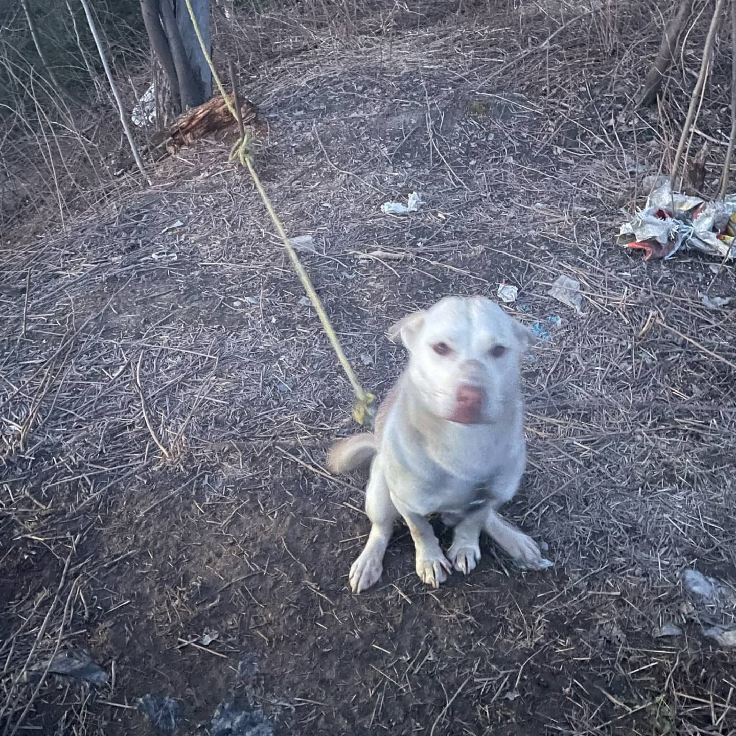 🚨 URGENT RESCUE OR FOSTER NEEDED – ASH IS AT RISK
📅 Rez Dog – Scheduled to Arrive Sunday, May 3rd @ 7PM
⚠️⚠️Time is Running Out – Please Help
Ash has a confirmed ride arriving Sunday, May 3rd at 7PM, but he has nowhere to go. Wi