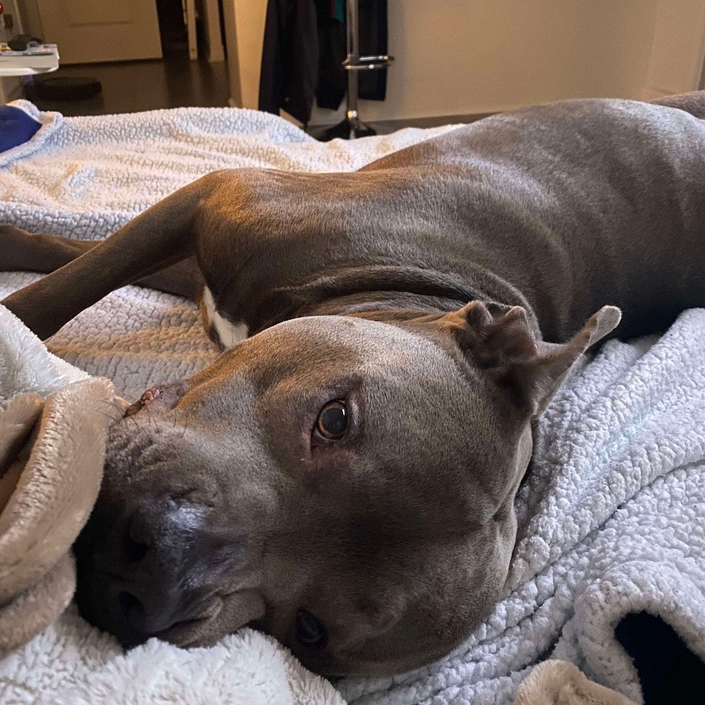 KOBE - AVAILABLE FOR ADOPTION
Heyyyyy I’m Kobe 👋🏻👋🏻👋🏻
I’m 6 years old… basically a teenager in dog years, and yes, I’ve got main character energy.😎
So here’s the deal… I’m not just looking for a te