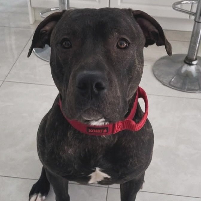 TURQUOISE - ADOPTED🥳🐾🐶
This playful, cuddly, and oh-so-smart brindle boy has found his forever home! We’re so happy for him and can’t wait to see him living his best life with his new family.
Thank you to everyone who shared his stor