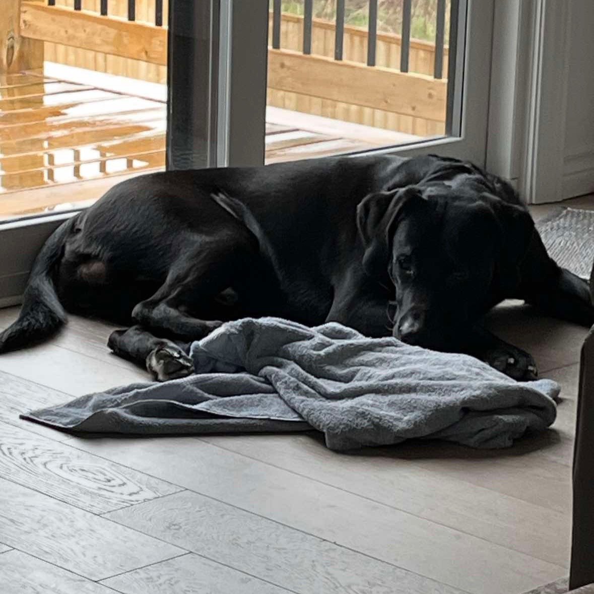 MAV - AVAILABLE FOR ADOPTION - URGENT NEED
Hi, my name is Maverick… but my friends call me Mav. 🐶🤾‍♂️🐾
I’m a 2.5-year-old Labrador/Bernese Mountain Dog mix with a big heart… lots of energy… and a playful spirit. I&r