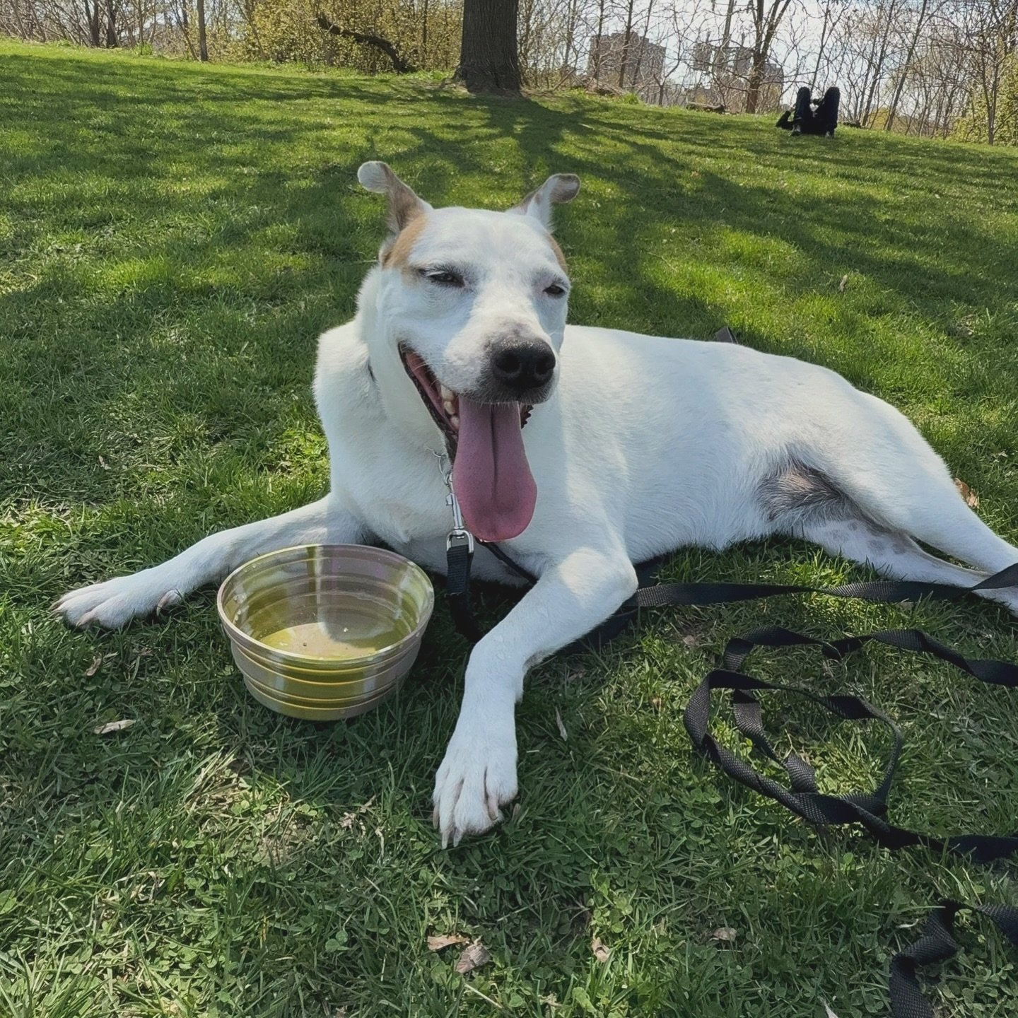 CALIFORNIA GIRL - AVAILABLE FOR ADOPTION
Hi, I’m California Girl!🐶🎀☀️
They call me that because I’m basically sunshine in dog form… all tail wags, happy hops, and heart-melting snuggles.
I’m a 2-year-old terrier mix with