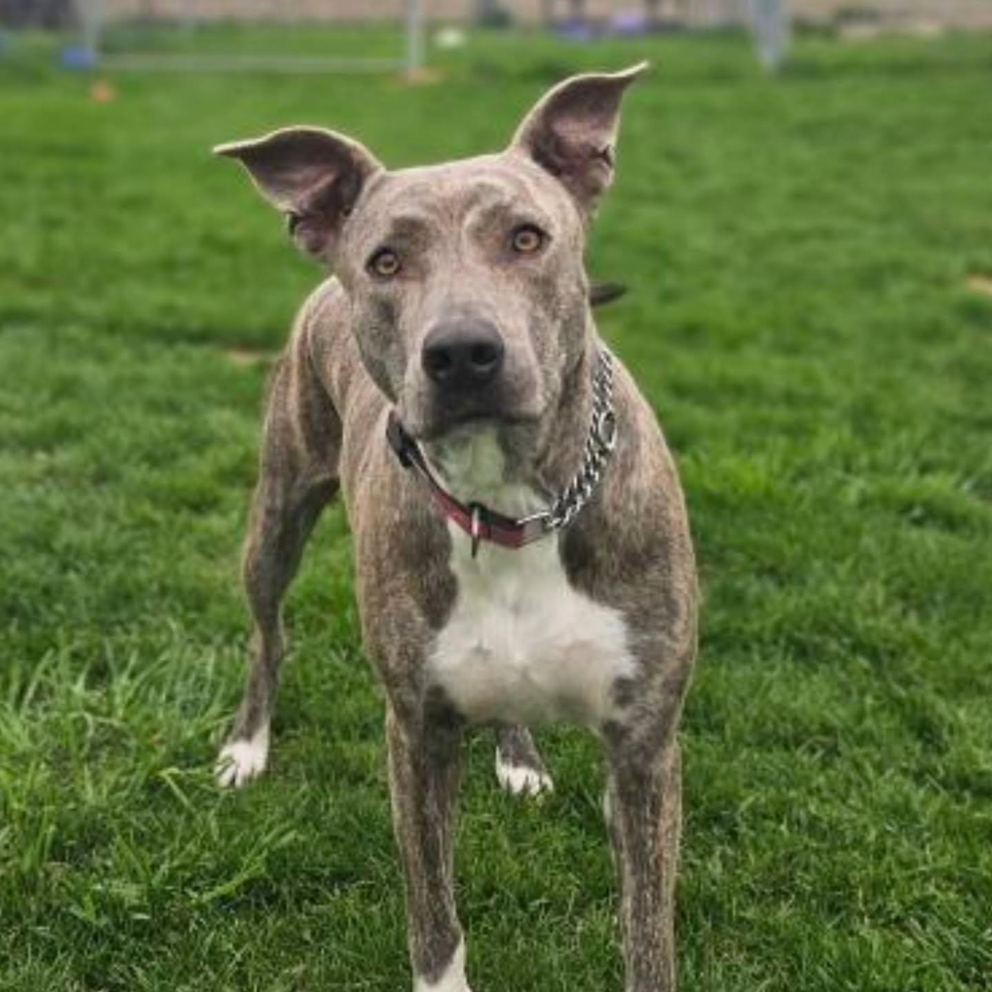 M A X I N E 🚨 URGENT FOSTER NEEDED! 🚨
⚠️please share we are running out of time ⚠️
❤️ Meet MAXINE – a beautiful, sweet soul who barely escaped euthanasia and now needs a soft place to land. She's currently STILL stuck in boarding, and it&rsq
