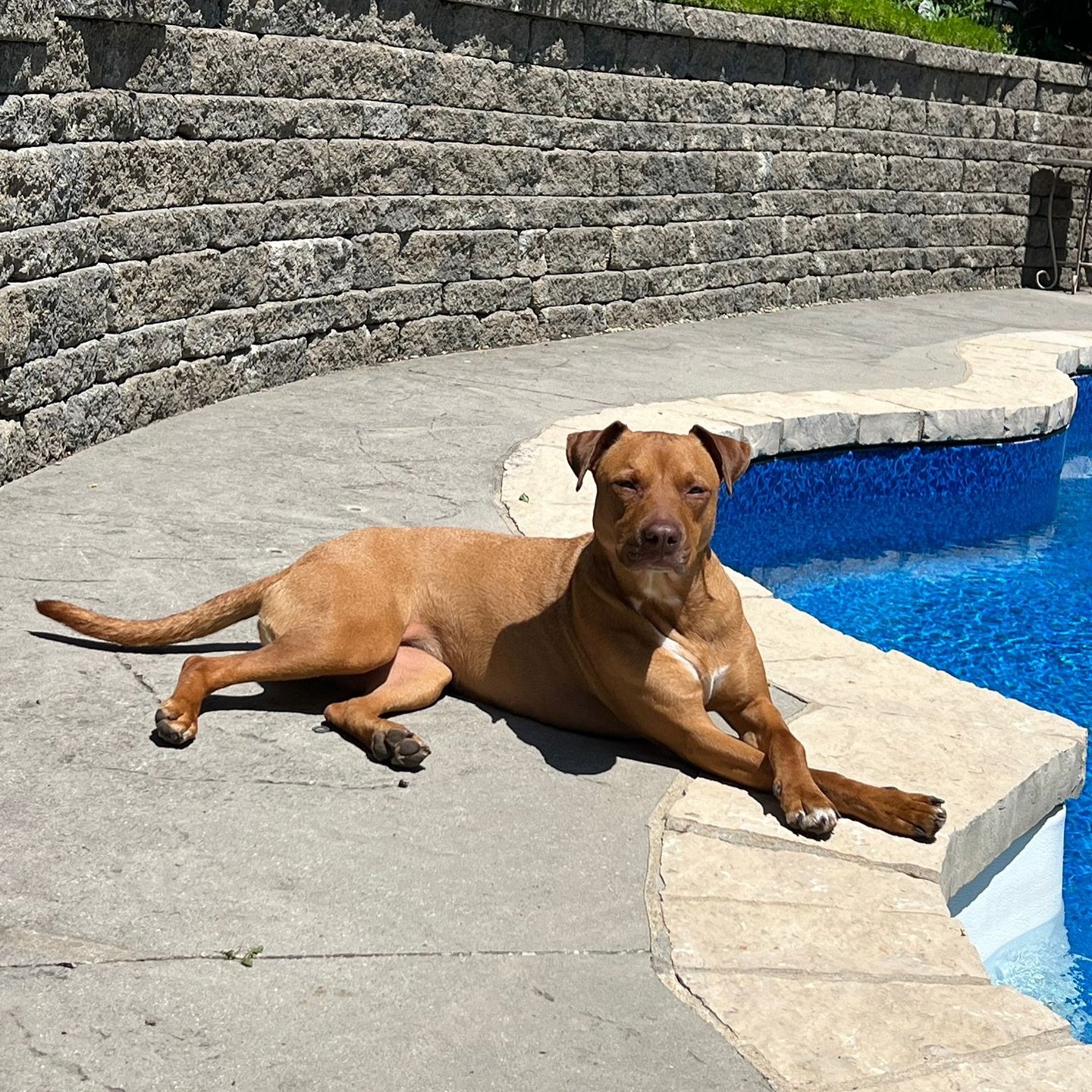 Desiree’s Happily Ever After 💕
Almost one year ago, Desiree left behind the unknown and stepped into the arms of a family who would love her forever.🥹
Today, she’s more than just a rescue dog…she’s a best friend, a loyal