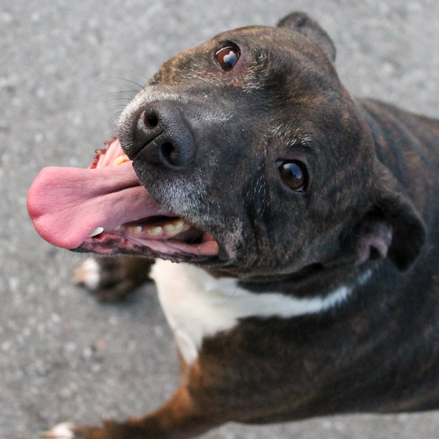 HARLEY - AVAILABLE FOR ADOPTION
Hi, I’m Harley💖🐶
I don’t really know why we were left behind… Chopper and I just watched the only life we knew disappear one day, and we’ve been waiting ever since.
I’m 8 years old, a