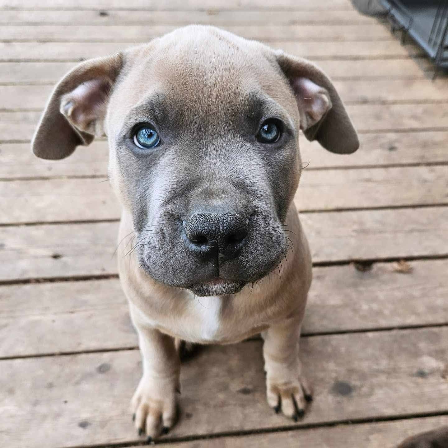 XL BULLY PUPPIES - AVAILABLE FOR ADOPTION
Hi, I’m one of the puppies… and yes, I know—I’m ridiculously cute.
I’m 10 weeks old, soft as velvet, and just starting to figure out the big wide world. I’ve got giant p