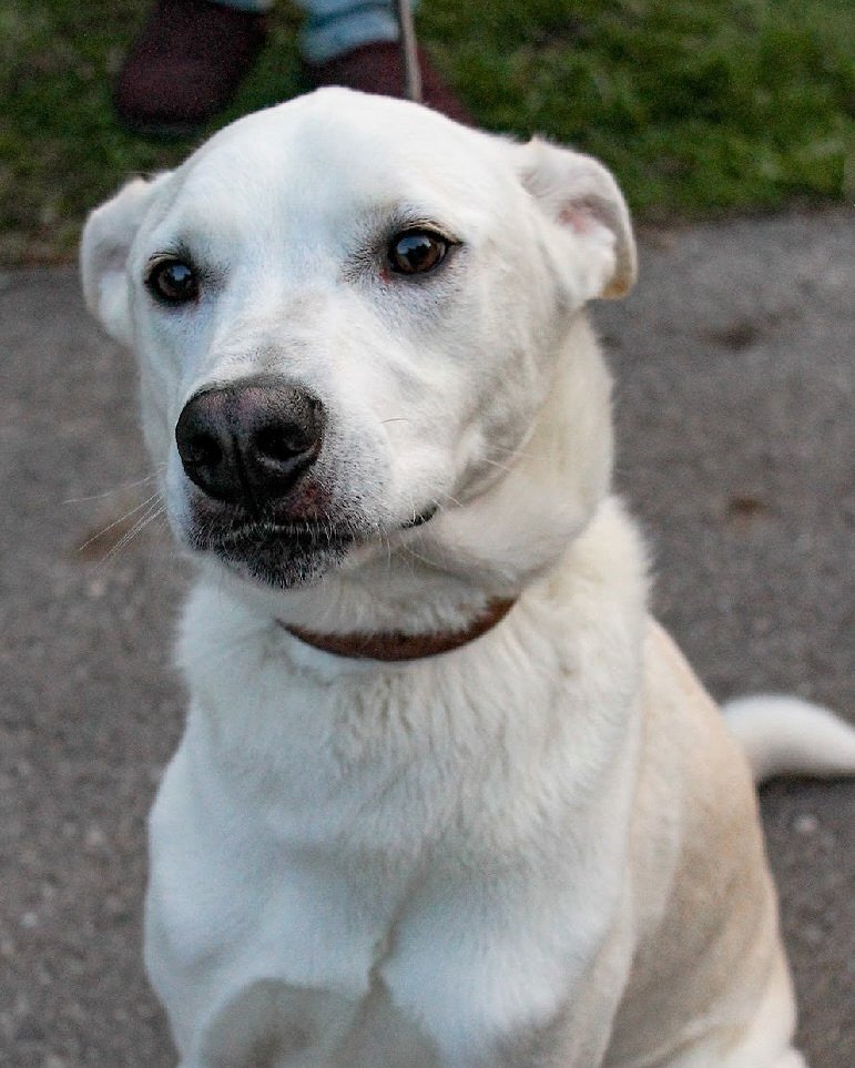 CHOPPER - AVAILABLE FOR ADOPTION
Hi there… I’m Chopper. 🐶🦴
And if you’re reading this… maybe we’re meant to meet.🫶🏻
I’m about four years old, around 45 lbs, and kind of the best mix of silly and sweet. I&rsq