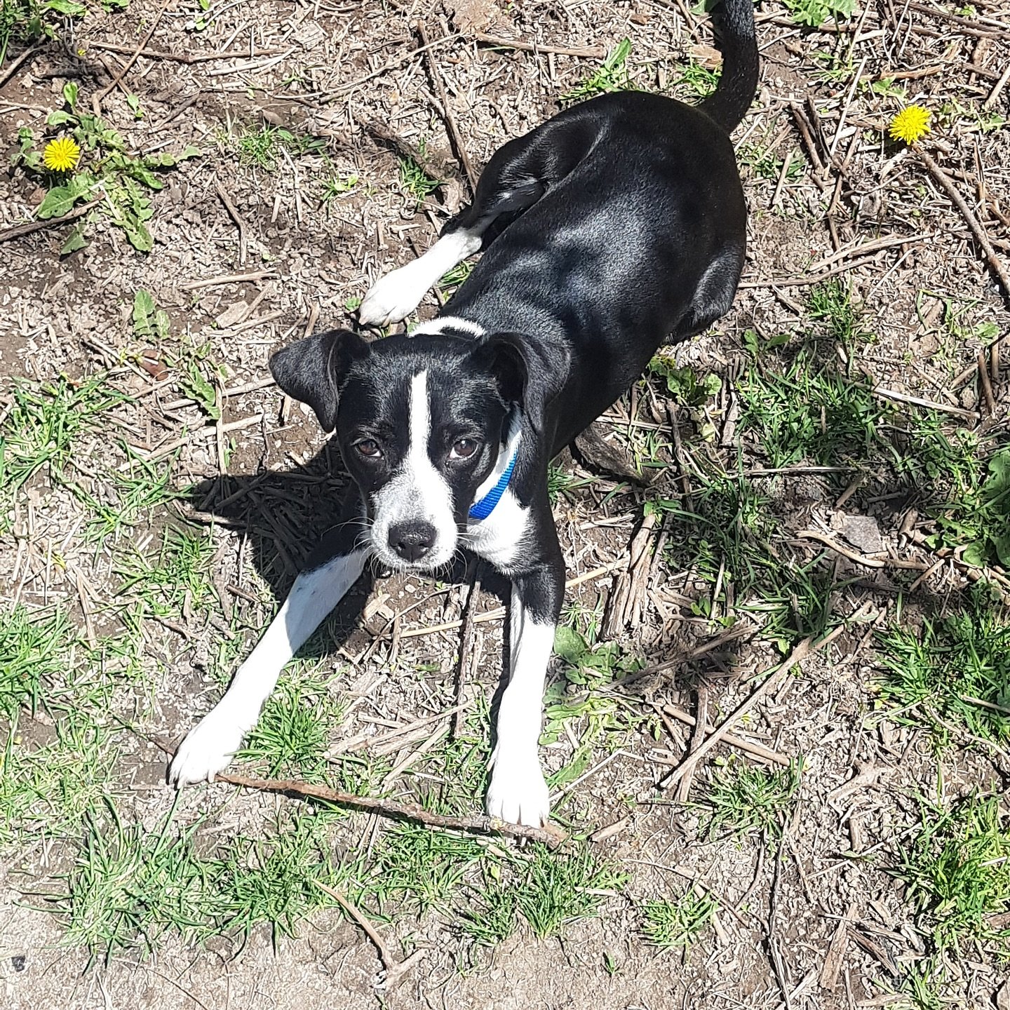 CLOVER - AVAILABLE FOR ADOPTION
Hi it’s me Clover๐๐ถ๐
I might be fun-sized, but don’t let that fool you๐คญI’ve got a heart full of love and a BIG personality. I’m the kind of pup who’ll make you laugh with my silly zoo