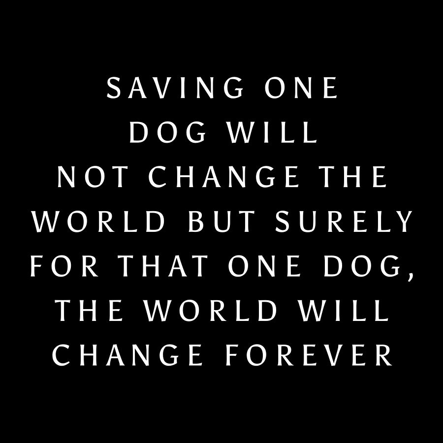 WE ARE URGENT NEED FOR FOSTER HOMES
They’ve been dumped. Abandoned. Left out in the cold. ๐ฅบ
Some are strays who’ve never known kindness.
Others once had families… but were tossed aside like they didn’t matter.
And now, they