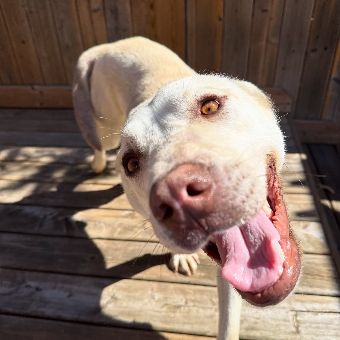 ASH – FOSTER UPDATE
Sometimes a dog arrives… and it’s like he already knows what love feels like, even if he’s never truly had it.
Ash is doing so well in his foster home. His foster mom says every time she tries to take a p