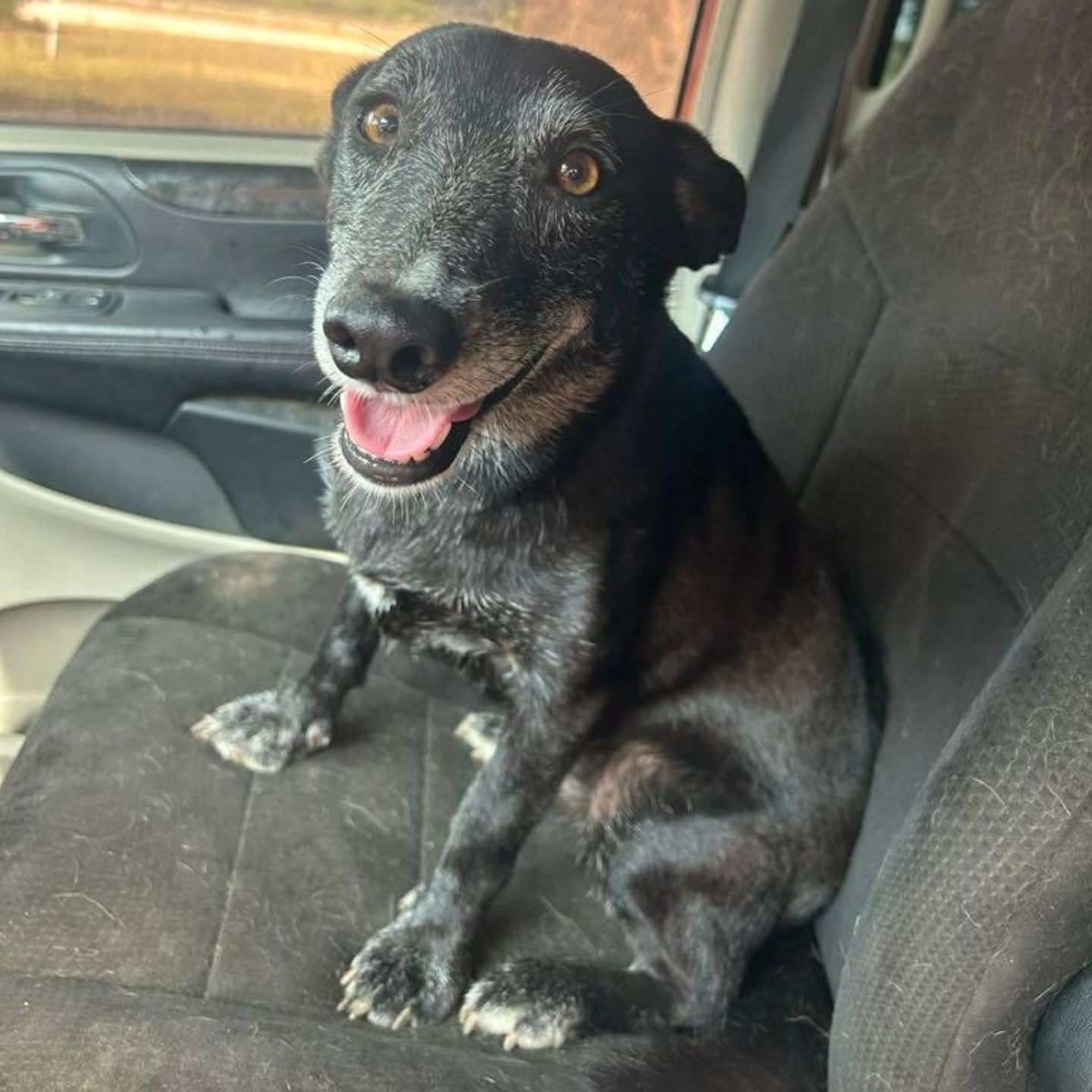 CLINT - FOSTER NEEDED/FOSTER TO ADOPT
Meet Clint – Just a Good Ol’ Boy Looking for a Home
5 Years Old | Great with Other Dogs | Kid-Friendly (8+) | Super Friendly | Shelter Resident
Clint is one of those sweet souls who gets overlooked