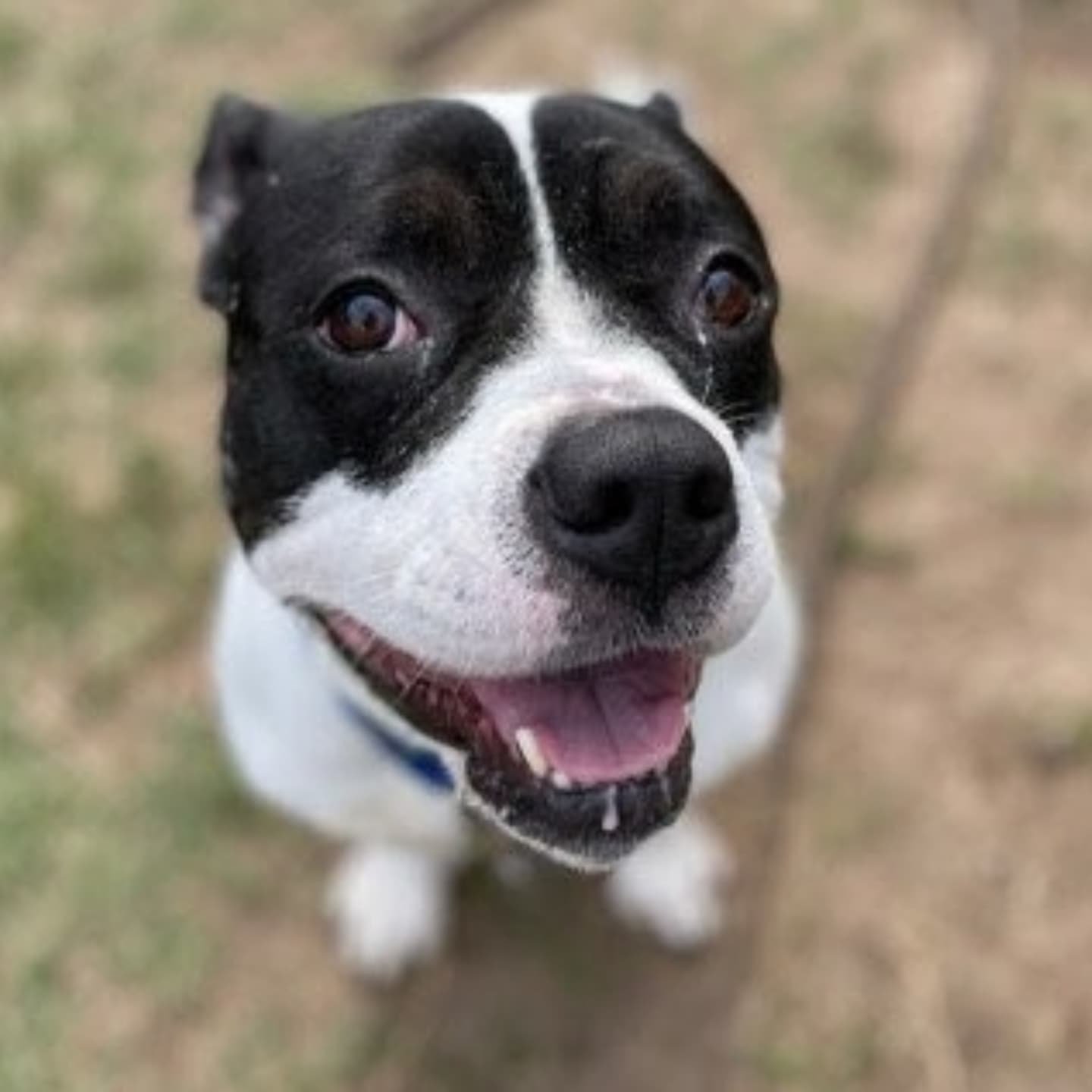 AKRIA - FOSTER NEEDED/FOSTER TO ADOPT
3 Years Old | Spayed | 45 lbs | Fully Vetted | Heartworm Negative | UTD on vaccines
Meet Akria, a spunky little firecracker with a heart full of love and legs built for runnin’. Don’t let her compa
