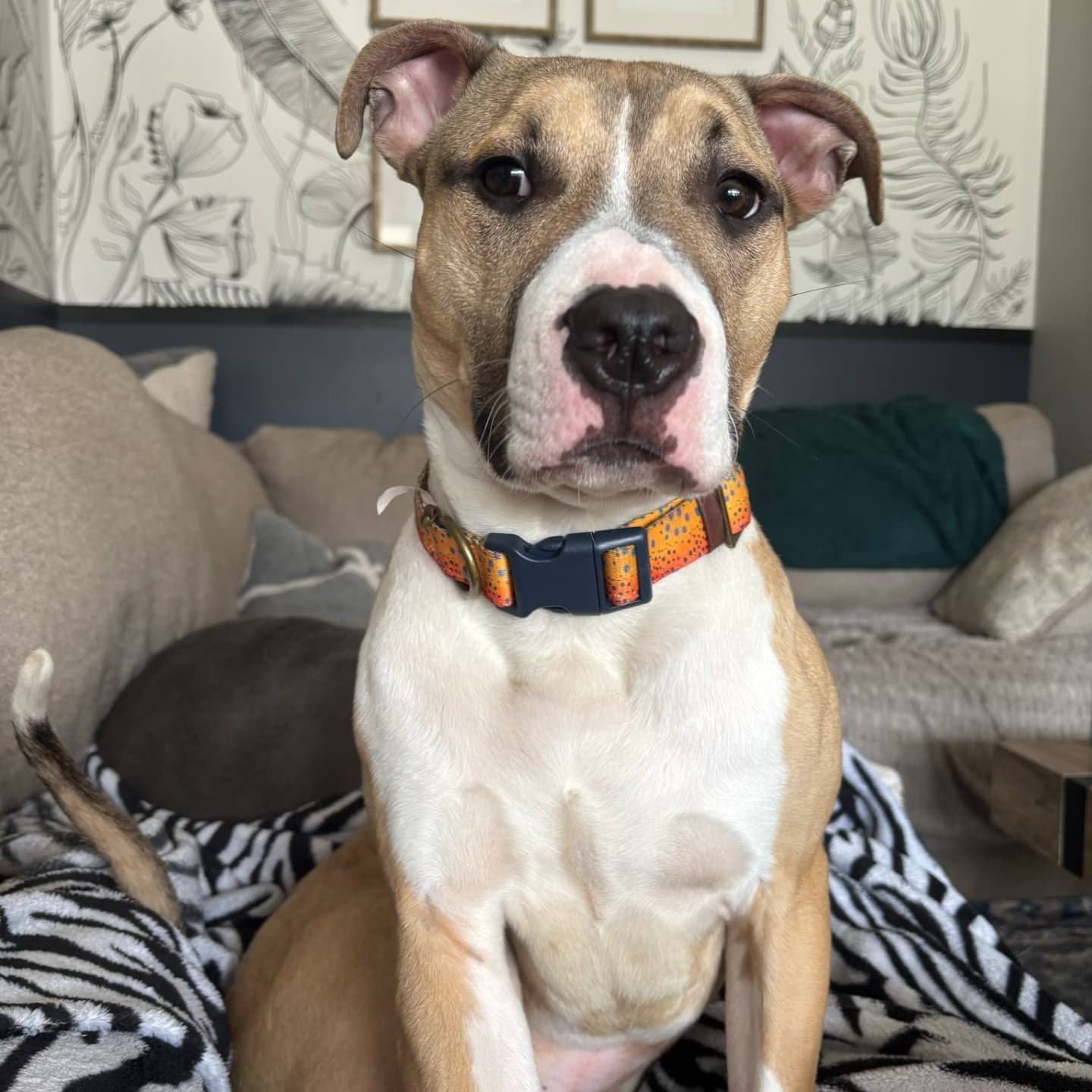 INDY – AVAILABLE FOR ADOPTION ๐
9 Months Old | Bully Mix | 50 lbs | Dog + Cat Friendly | Crate + House Trained
Say hello to Indy, affectionately known as Indy Baby—a sweet, snuggly, low-energy pup who’s just starting out in life