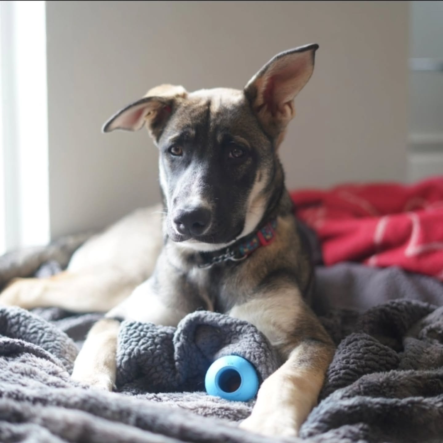 PEPPER - FOSTER or FOSTER-TO-ADOPT NEEDED
Pepper is a 5 month old Shepherd X that was rescued with her sibling from an extremely neglectful situation. They lived in filth and got no proper care, she was bred for profit, but no one bought any of the