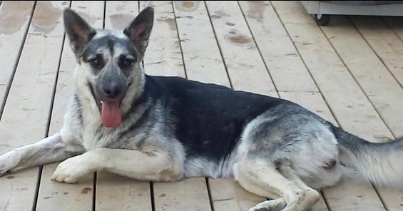 ๐ฉถZENA – URGENT NEED - ADOPTION FEE WAIVED๐ฉถ
My name is Zena… I’ve lived a lot of life. But the best part of it… the part that mattered most… was the time I spent by his side.
I wasn’t just his dog. I was Garry