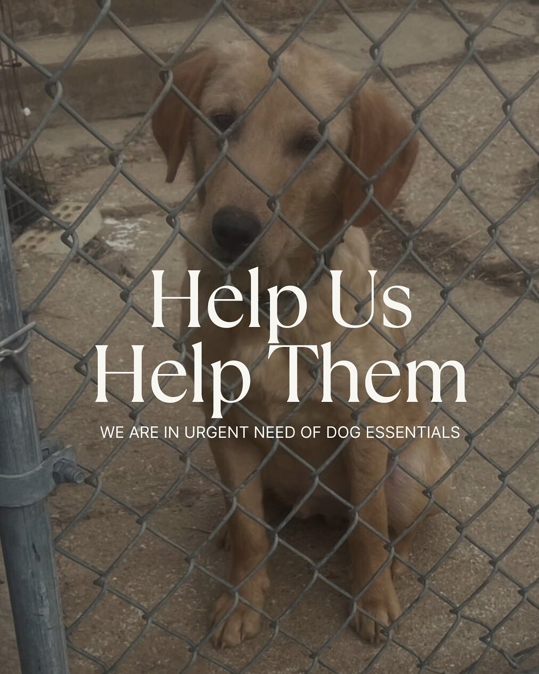 HELP US HELP THEM - DONATIONS NEEDED
We’ve seen a major increase in rescue intakes recently, and we’re in urgent need of dog essentials. Every bed, leash, collar, crate, and dollar makes a direct impact.
Many of the dogs in our care com