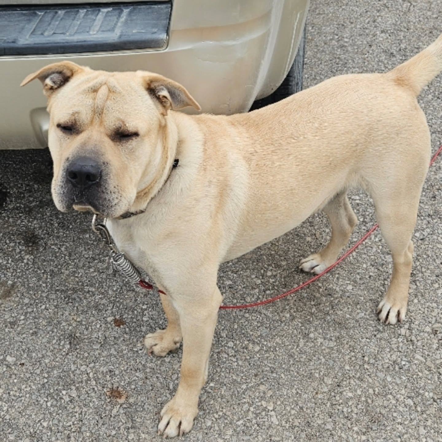 MAX - FOSTER NEEDED/FOSTER TO ADOPT
Hi, I'm Max – Please Read My Story ๐พ
I’m Max. I’m a 2-year-old Mastiff mix with a big heart, a lot of energy, and even more love to give. I was rescued from a really bad situation with people wh