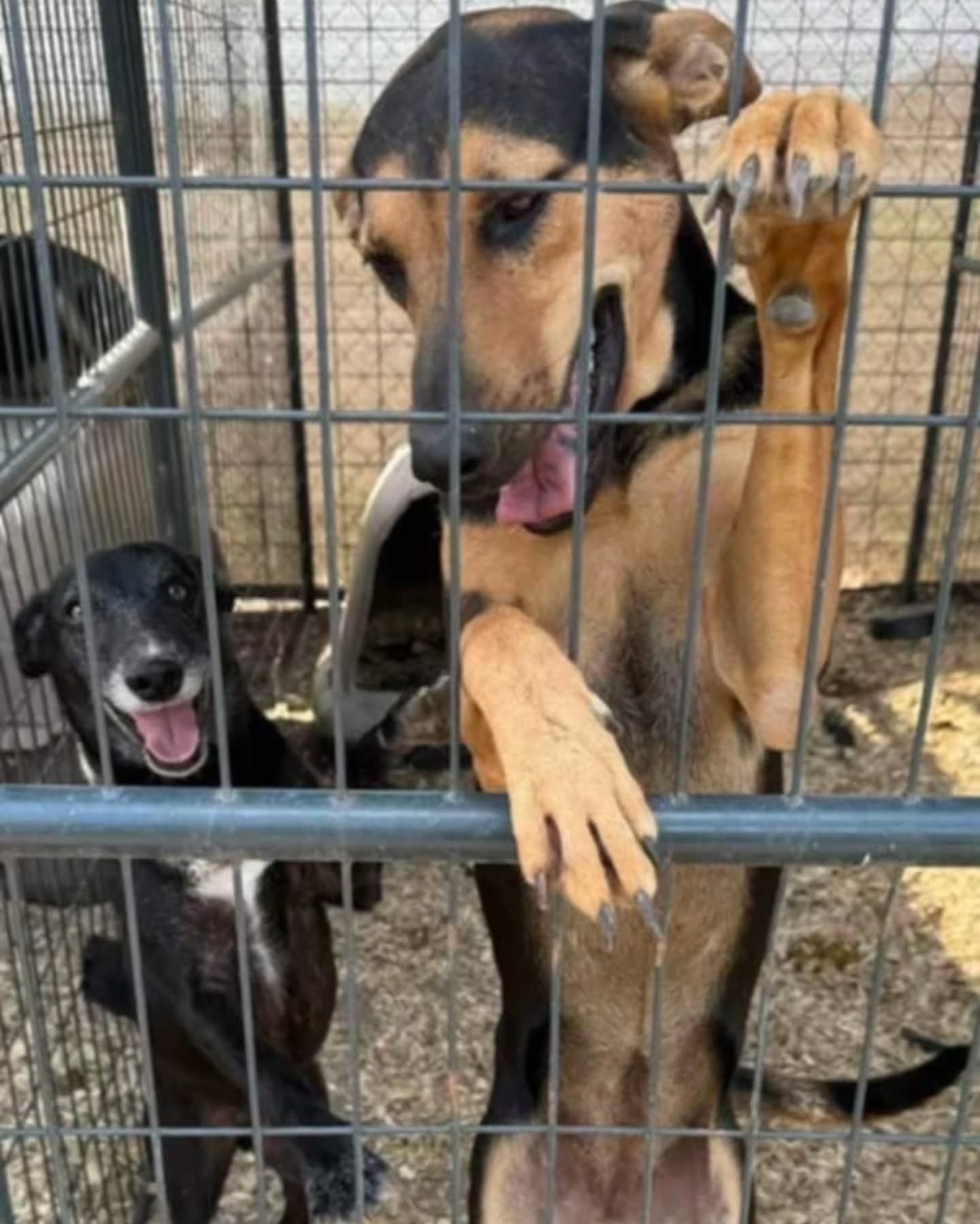 LINDSAY - FOSTER NEEDED/FOSTER TO ADOPT
Meet Lindsay – A Gentle Soul Ready for Her Break ๐พ
Lindsay is a total sweetheart who’s been overlooked for far too long. While we originally stepped in to help her pen mate, Clint, it was Lindsay
