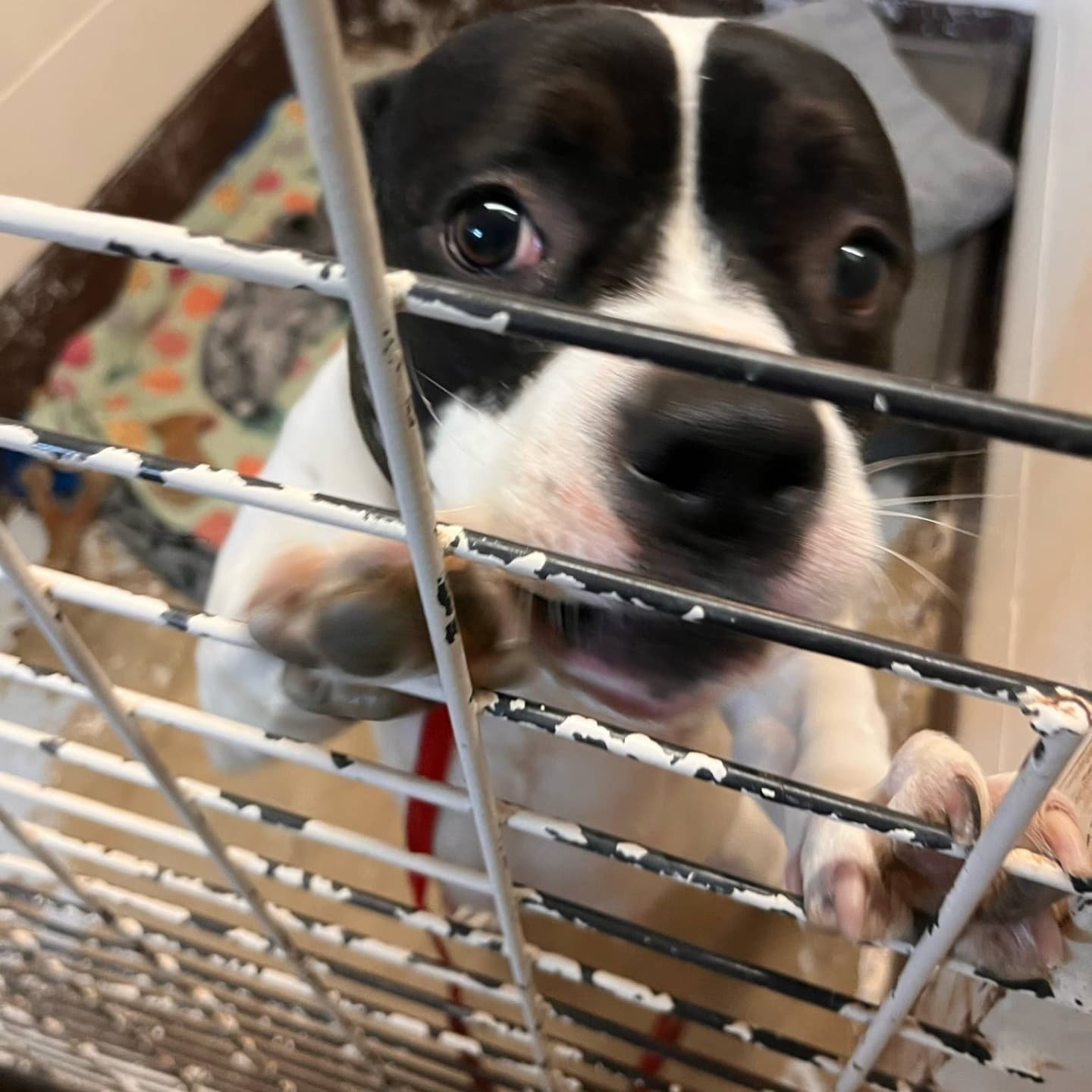 AKRIA - FOSTER NEEDED/FOSTER TO ADOPT
๐ Akria needs a committed fostse for ๐ Saturday, May 24th, 2025
3 Years Old | Spayed | 45 lbs | Fully Vetted | Heartworm Negative | UTD on vaccines
Meet Akria, a spunky little firecracker with a heart full o