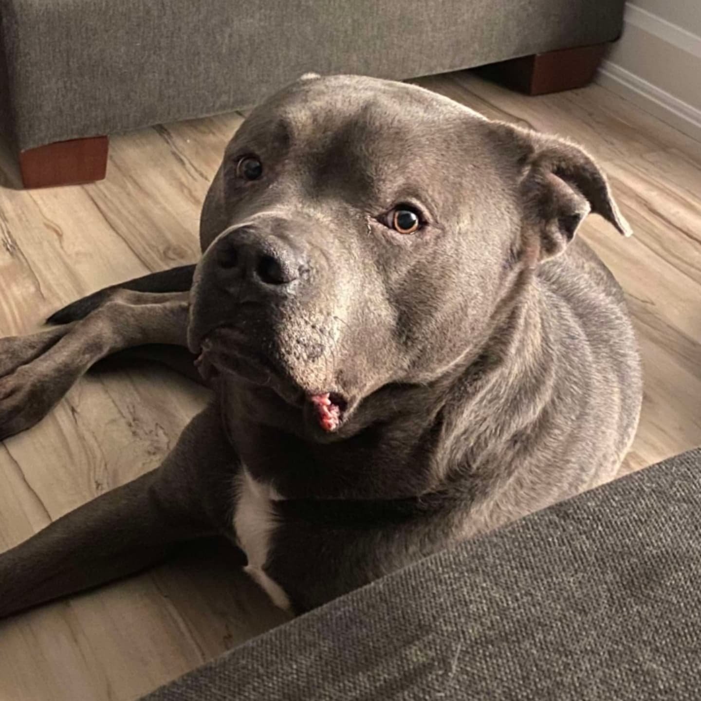 KOBE - AVAILABLE FOR ADOPTION/FOSTER TO ADOPT
6 years old | ๐ถ 65 lbs | Unaltered Male (scheduled for the summer) | Bully Breed
Kobe MUST go to an experienced home, inorder to ensure he is set up for success.
Kobe is a sweet, soulful boy who&rsqu