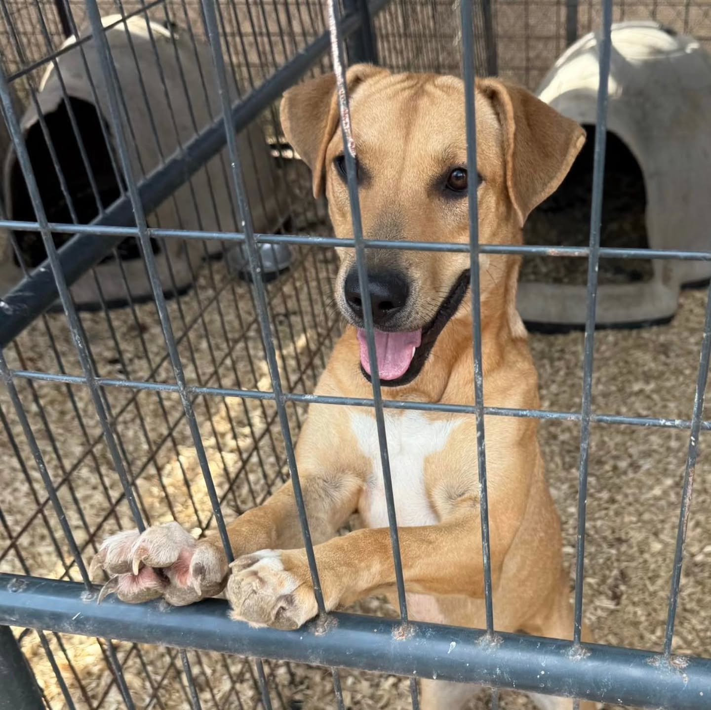JAMIE - FOSTER NEEDED/FOSTER TO ADOPT
Meet Jamie – A Sweet Soul Desperately Waiting for a Second Chance
๐พ 3-Year-Old Female | ๐ถ Lab Mix | ๐ Currently in Shelter | ๐ Approx. 50 lbs
Jamie is a beautiful, gentle lab mix who’s been ov