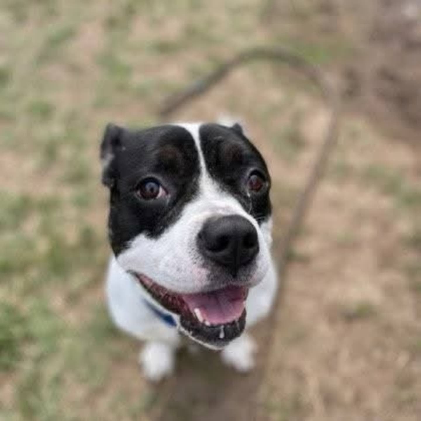 AKRIA - FOSTER NEEDED/FOSTER TO ADOPT
Akria is running out of time. She needs a committed foater for ๐SUNDAY MAY 25th.
3 Years Old | Spayed | 45 lbs | Fully Vetted | Heartworm Negative | UTD on vaccines |
Meet Akria, a spunky little firecracker w