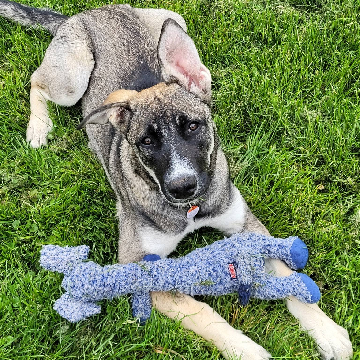 🐾 Meet Pepper! 🌶️
The last little spice still waiting for her forever home… 💔
This 5-month-old Shepherd/Husky mix is 22 lbs of pure fun, smarts, and snuggles!
She’s got zoomies for days, a heart full of love, and a big personality in