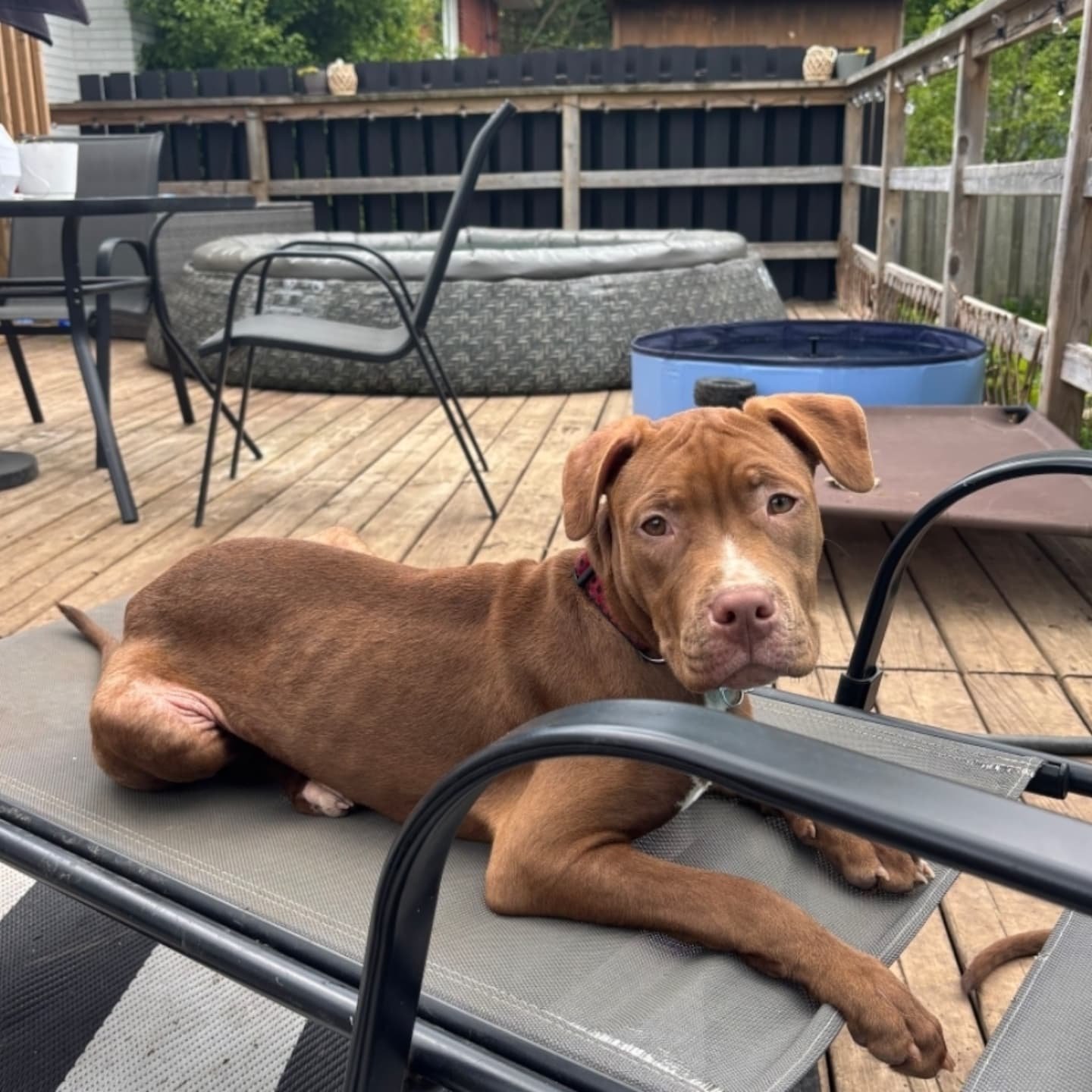 MOLLY - AVAILABLE FOR ADOPTION
Molly is an 18-week-old sweetheart weighing in at about 20 lbs, and she’s the perfect mix of goofy, playful, and cuddly. A little on the shy side at first, she quickly warms up and becomes incredibly affect