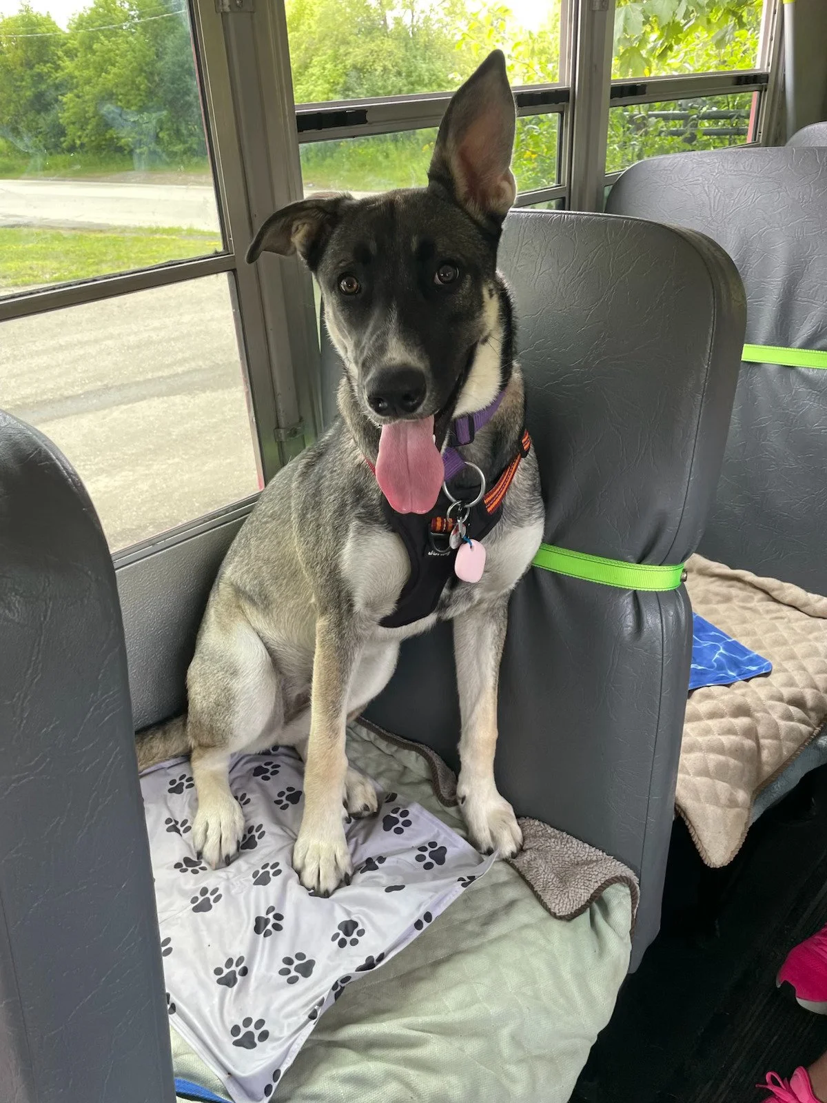 Pepper_HerFirstPawTrips_Jul25-2025-2.jpg