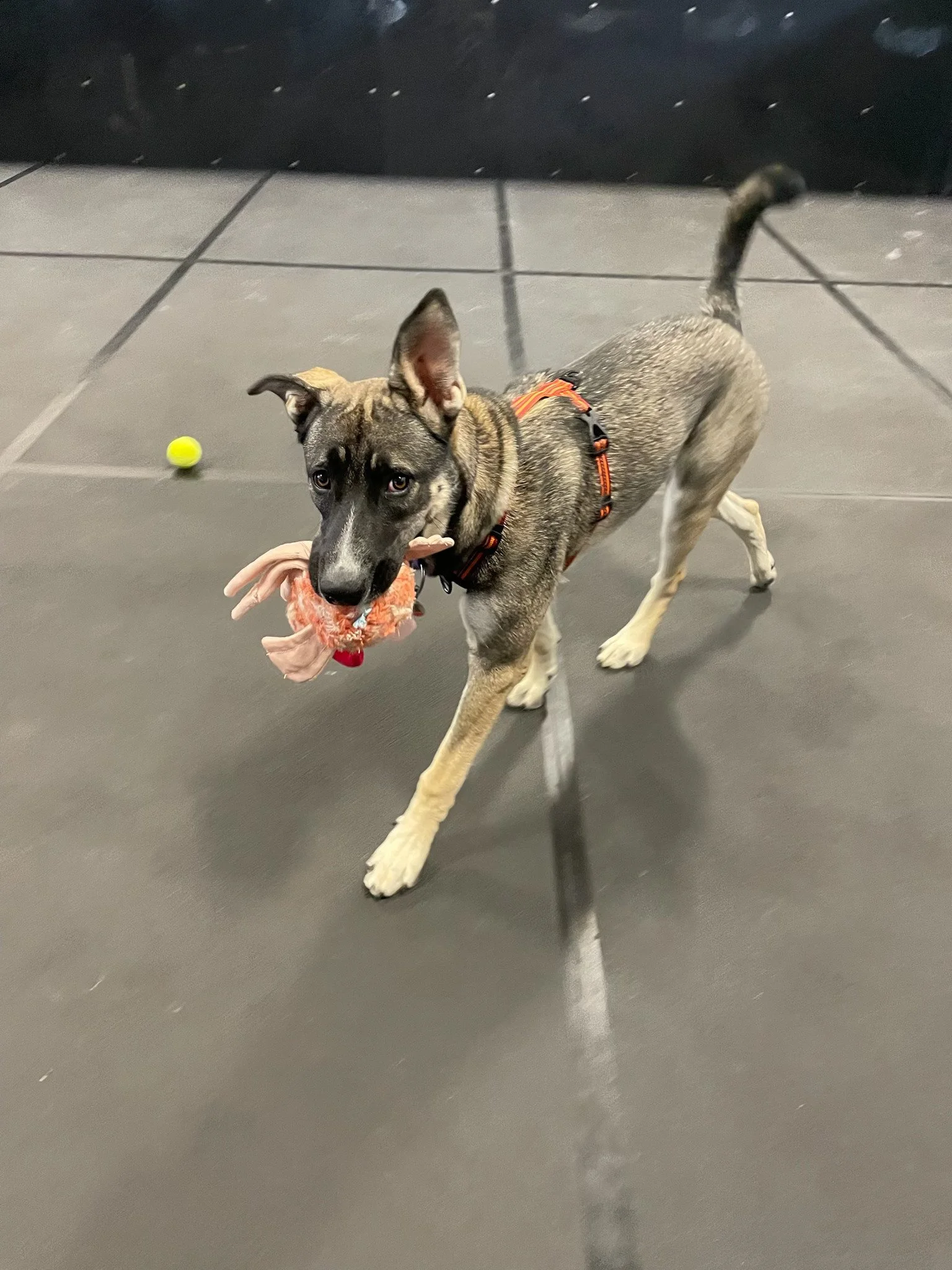Pepper_HerFirstPawTrips_Jul25-2025-3.jpg