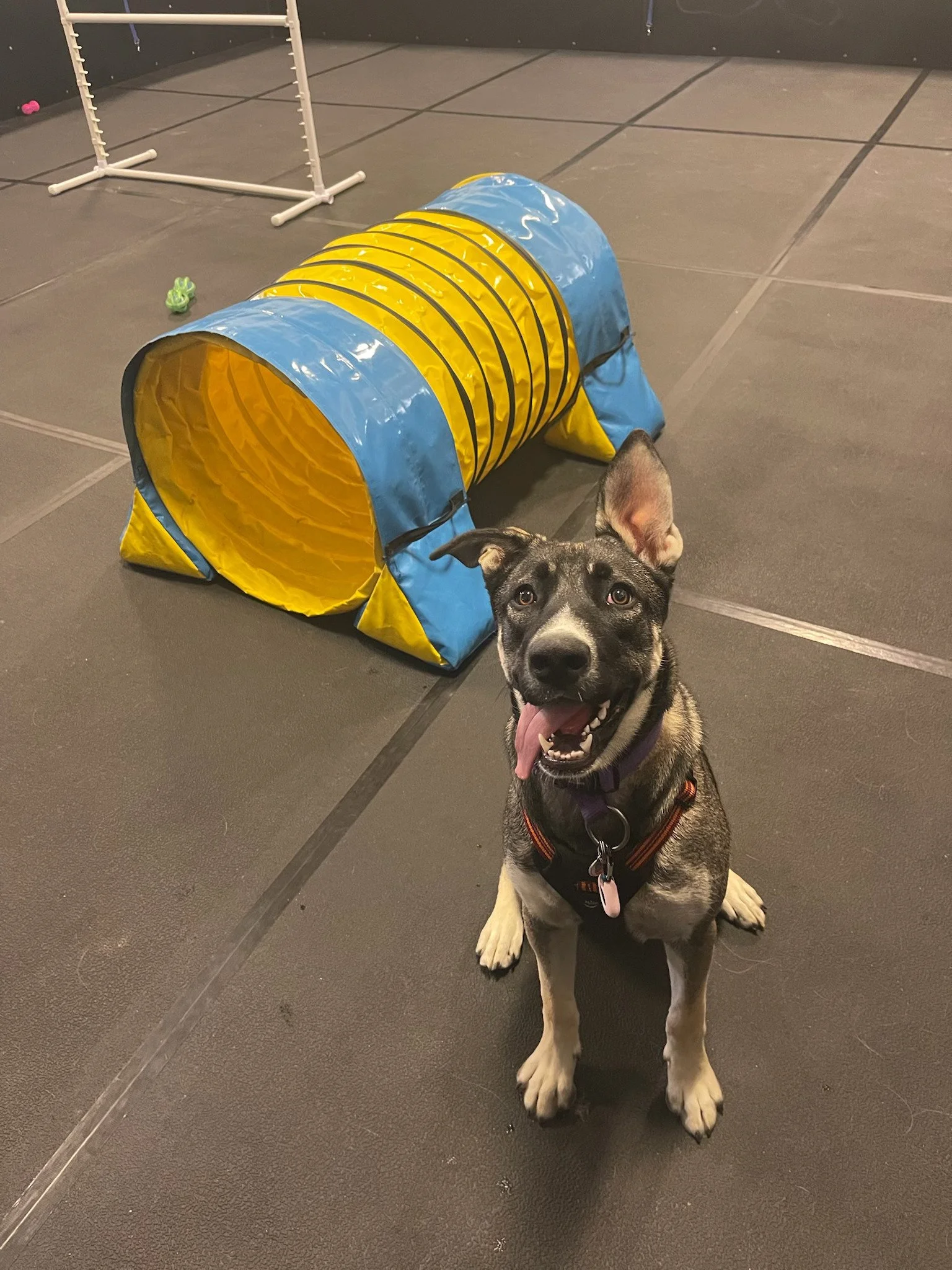 Pepper_HerFirstPawTrips_Jul25-2025-4.jpg