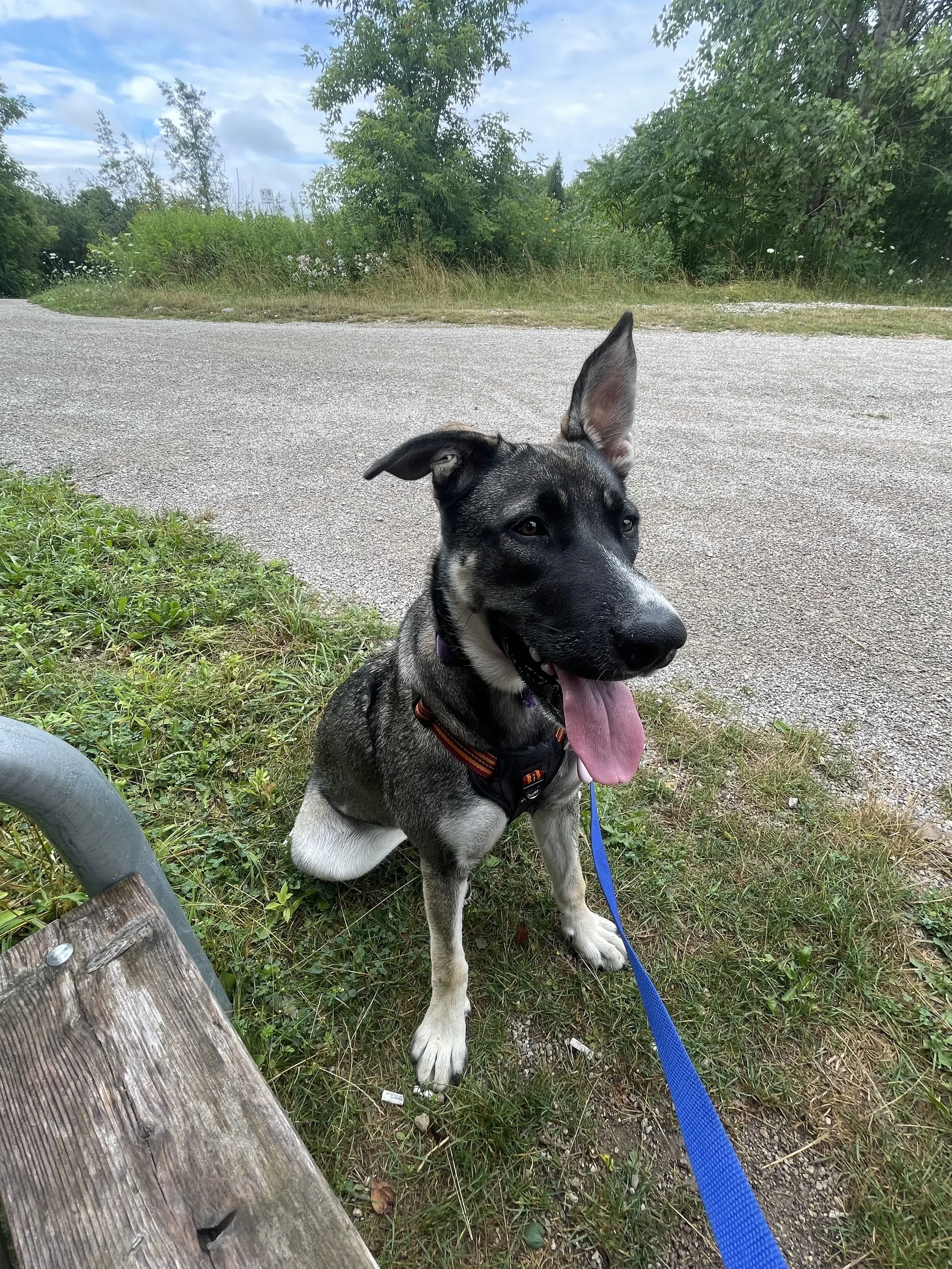Pepper_HerFirstPawTrips_Jul25-2025-2.5.jpg