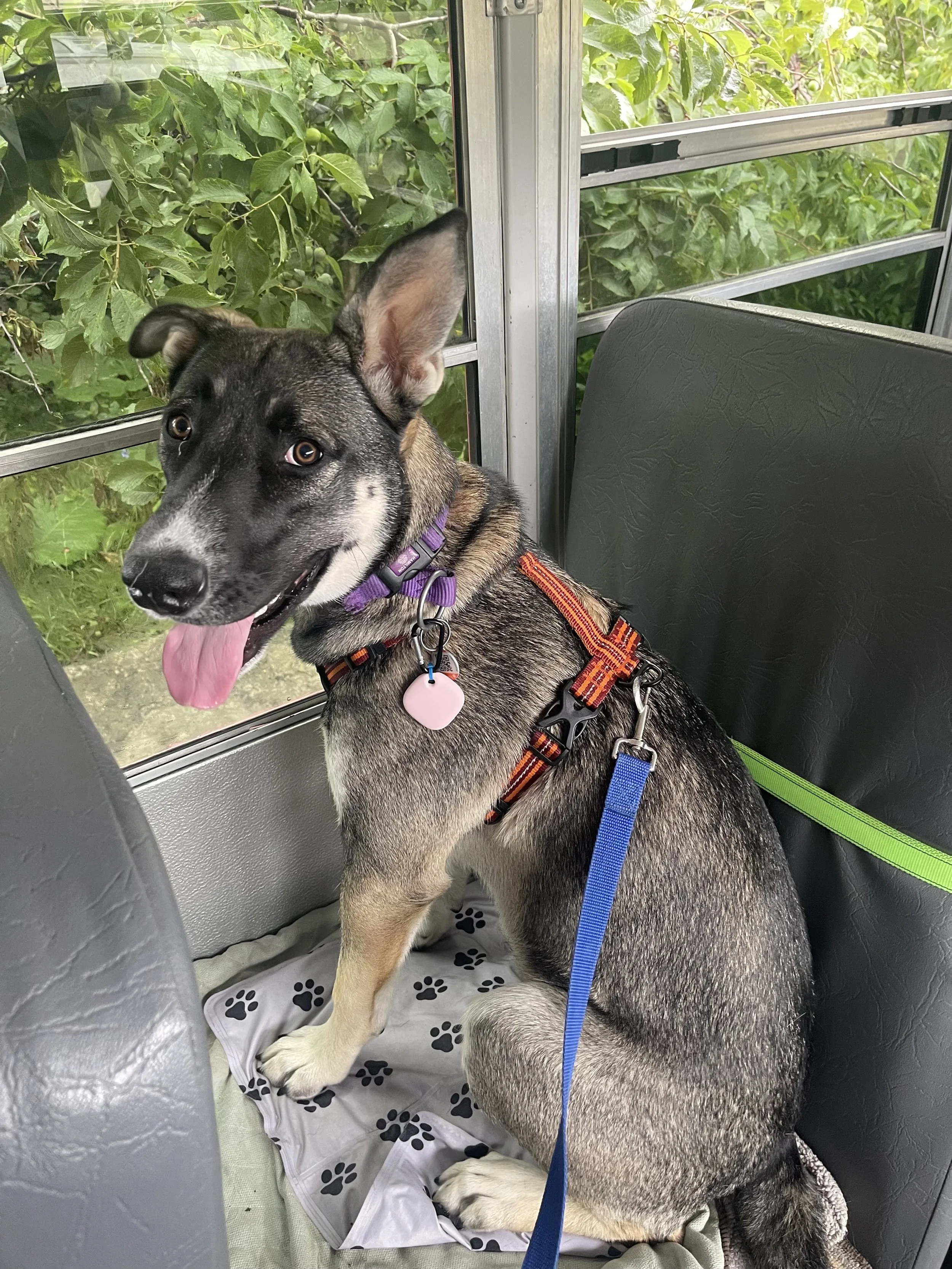 Pepper_HerFirstPawTrips_Jul25-2025-5.jpg