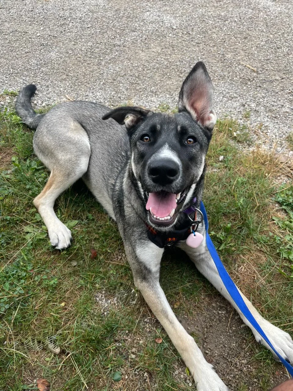Pepper_HerFirstPawTrips_Jul25-2025-1.5.jpg