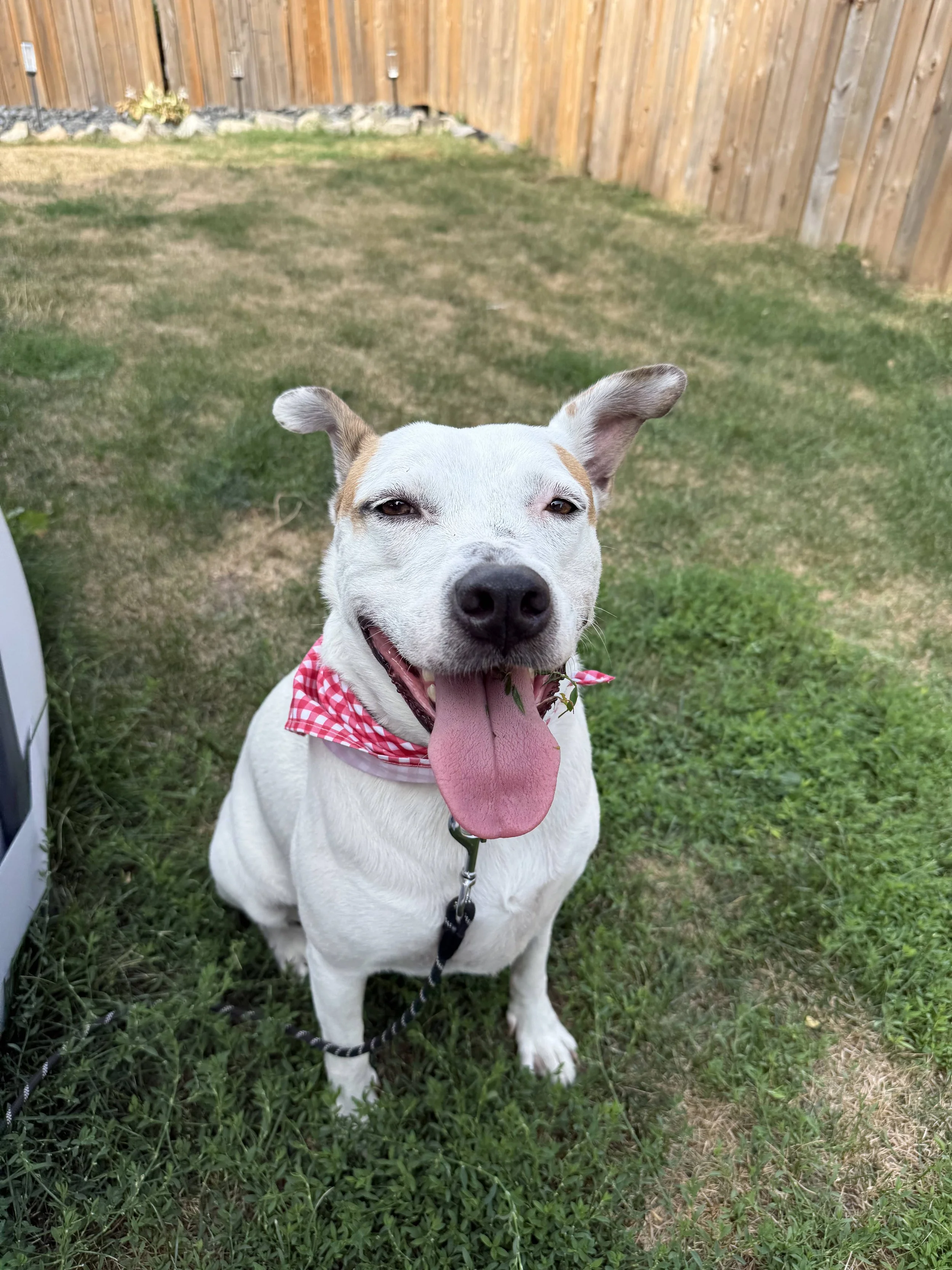 CALI