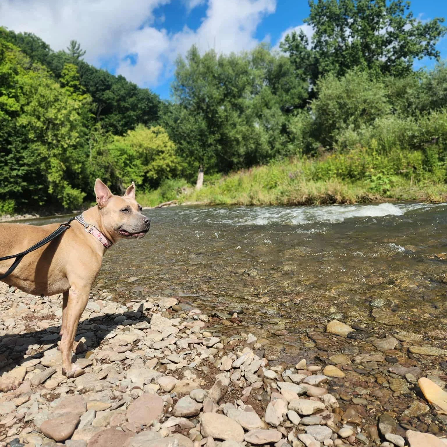 NALA - AVAILABLE FOR ADOPTION
β¨πΎ Meet Nala – Our Miracle Girl! πΎβ¨
Some of you may remember this sweet American Bulldog mix π—back in July she was at risk of euthanasia π’. Thanks to YOUR support, we saved her, and now she’s re