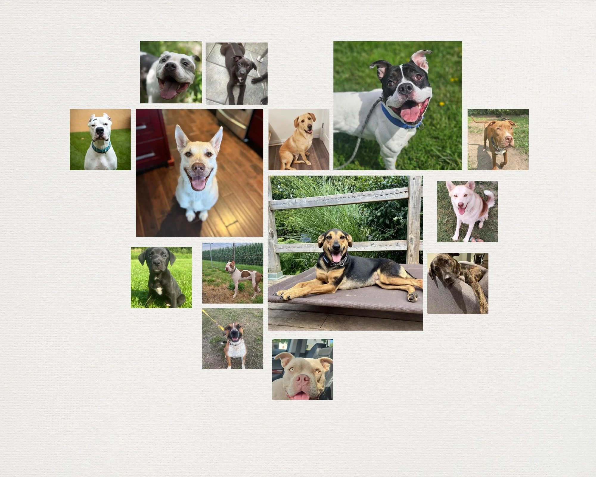 π 14 Happy Tails in August! π
Because of YOU, 14 incredible dogs found their forever homes last month! πΎπ
This one was extra special… after months of waiting, our longest foster pups Ash & Lenny finally got their happily-ever-afters.