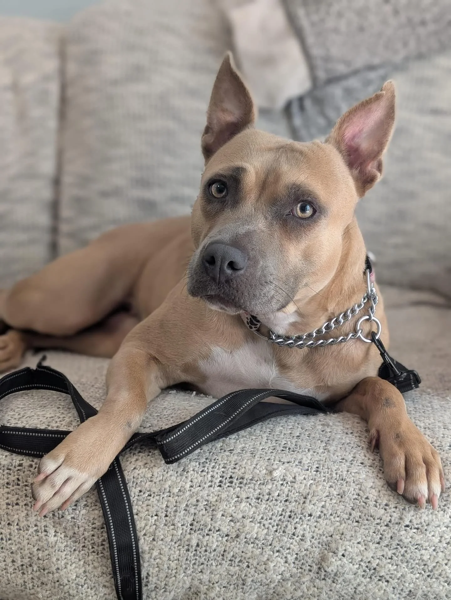 NALA – FOSTER NEEDED/FOSTER TO ADOPT
2 years old | 45 lbs | American Bulldog Mix
Nala is the definition of a lovebug. She’s gentle, cuddly, and adores children — her favorite thing in the world is greeting new people and soaking