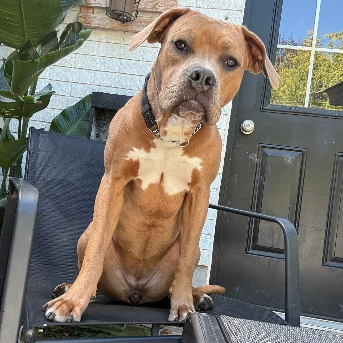 π¨ CARMEN NEEDS AN IMMEDIATE FOSTER (OR FOSTER-TO-ADOPT) π¨
8 months | 50lbs | Bully/Mastiff Mix
Carmen is a gentle, affectionate pup who just wants to be near her people . She’s smart, eager to please, already house trained, walks well on le