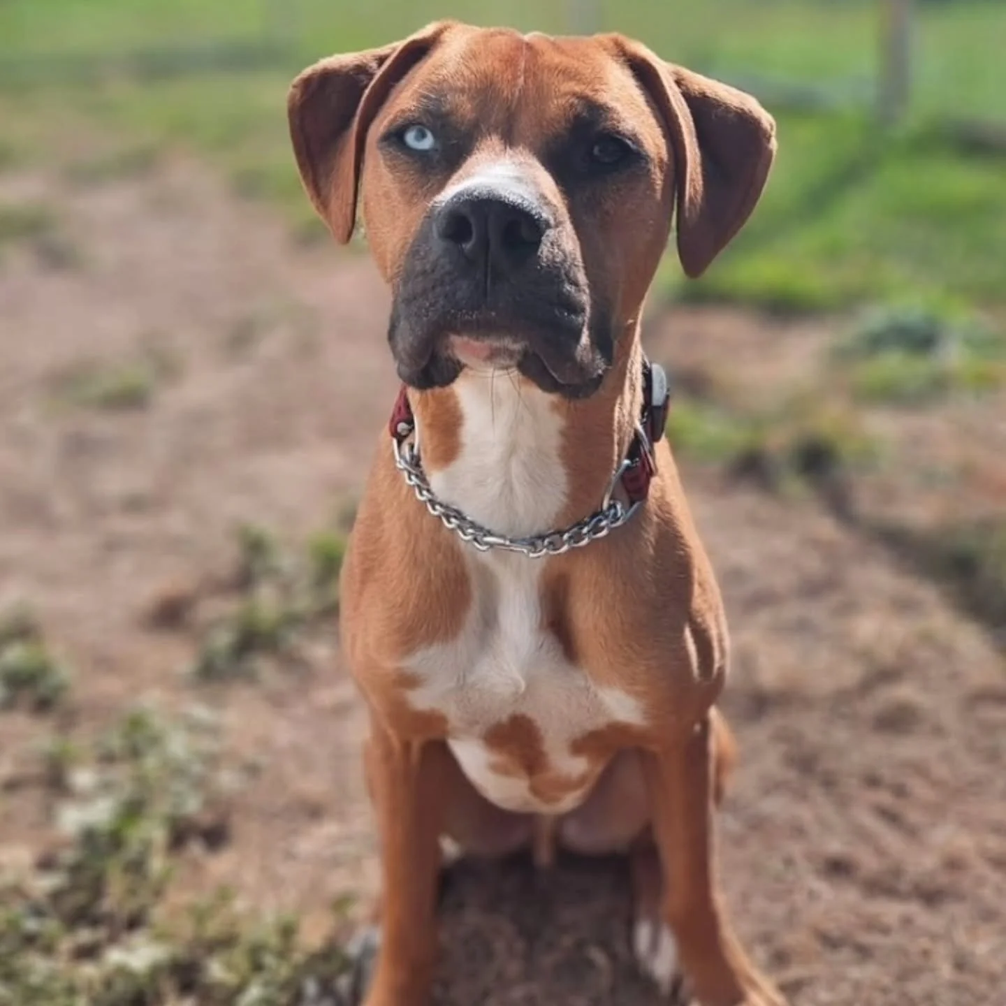 HARRY - FOSTER NEEDED/FOSTER TO ADOPT
Harry is currently in boarding and needs a place to decompress.
Harry is a sweet, fun-loving 1-year-old Boxer mix with lots of energy to spare! He’s good with both cats and dogs and has been respectful wit