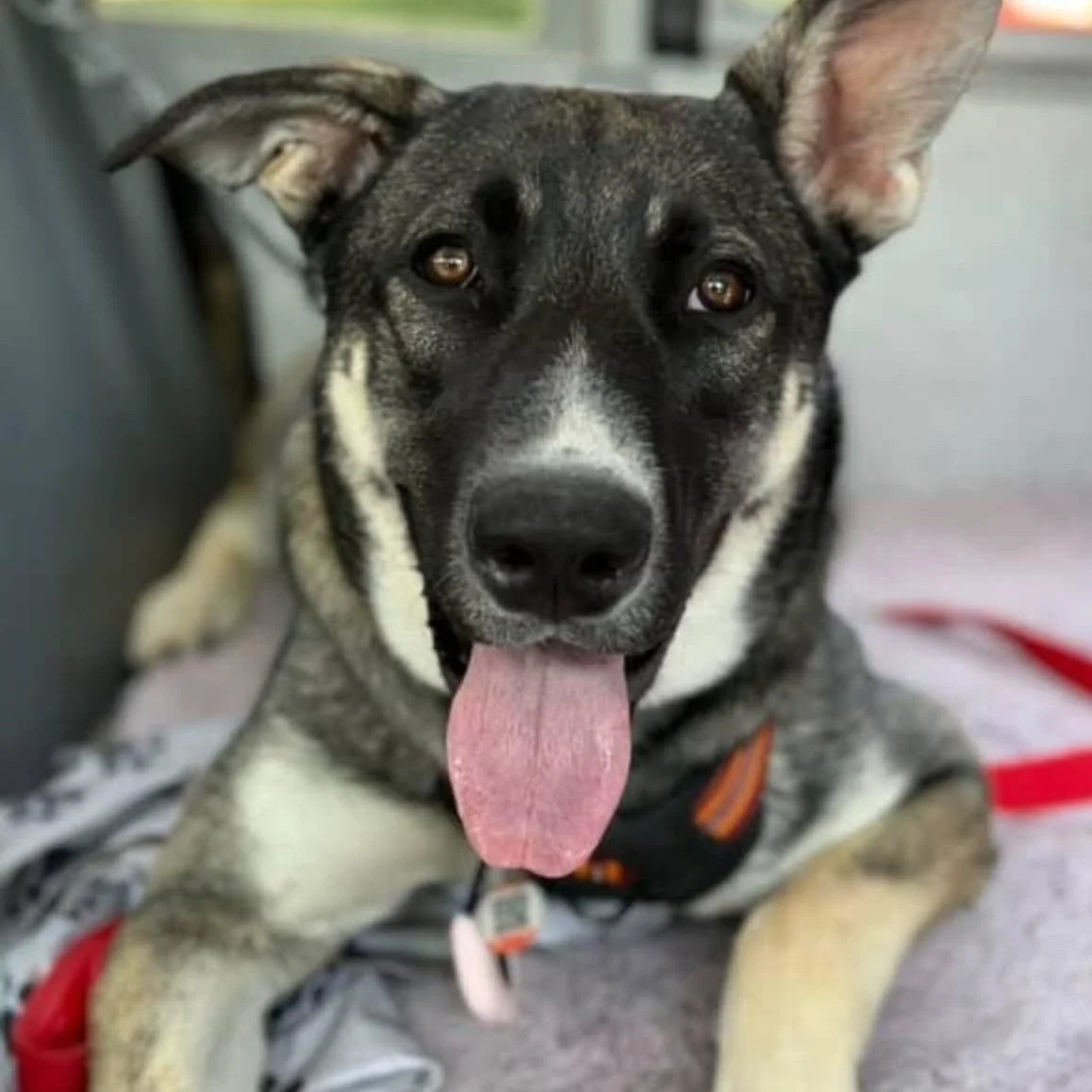 πΎ PEPPER – STILL WAITING π
Pepper is 9 months old… and she’s never received a single application.
She’s the last of her litter still in foster care while all her siblings have found their forever families.
And the truth