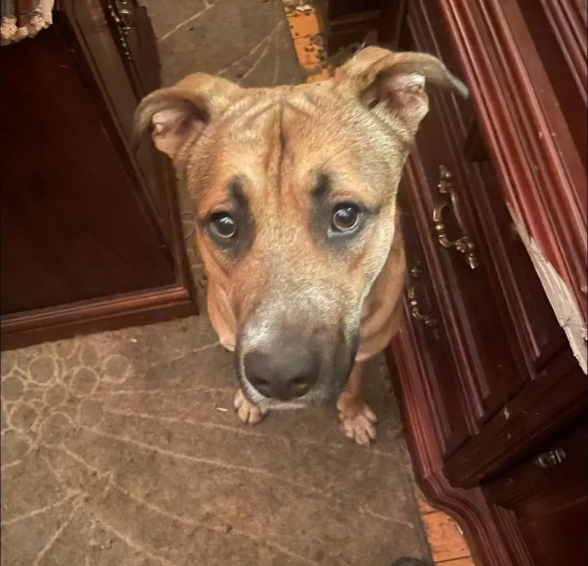 ROCCO