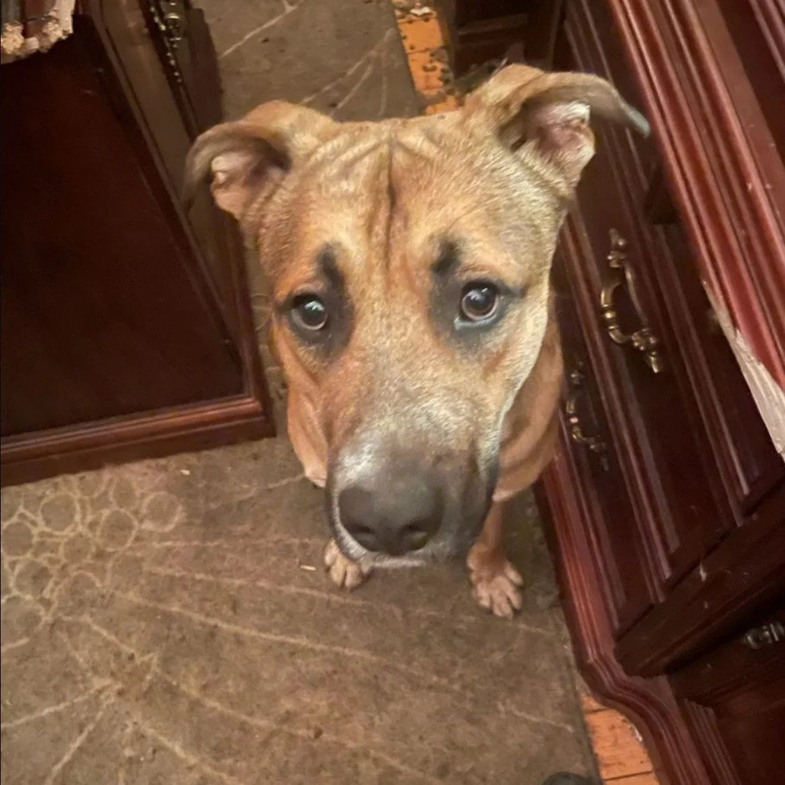 πΎ ROCCO – URGENT FOSTER/ADOPTER NEEDED πΎ
3 Years Old | Lab Mix | 70 lbs
π Rocco’s story is heartbreaking… he has spent most of his young life locked away in a room, never walked, never trained, and now he’s at risk of be