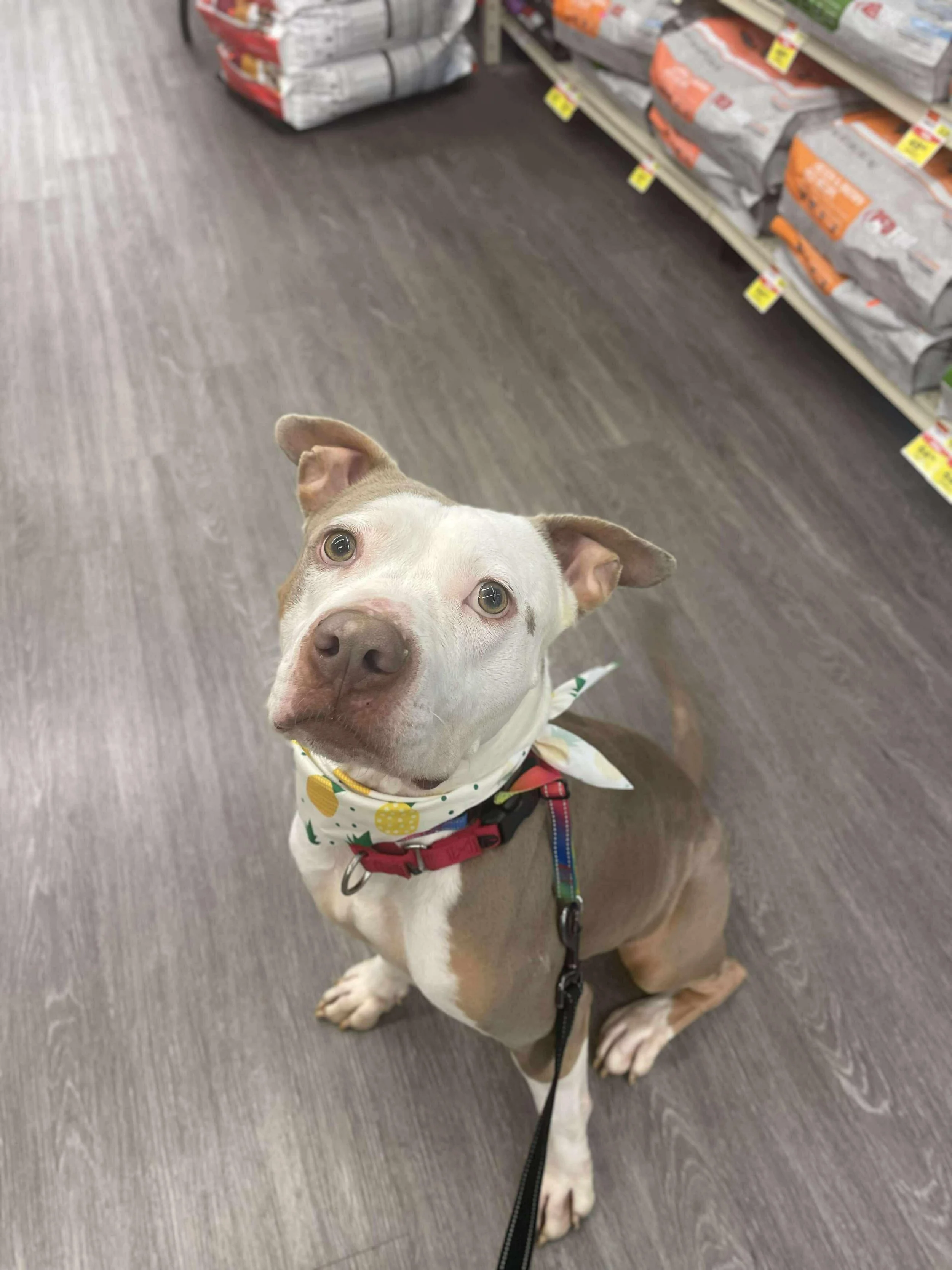 SAM