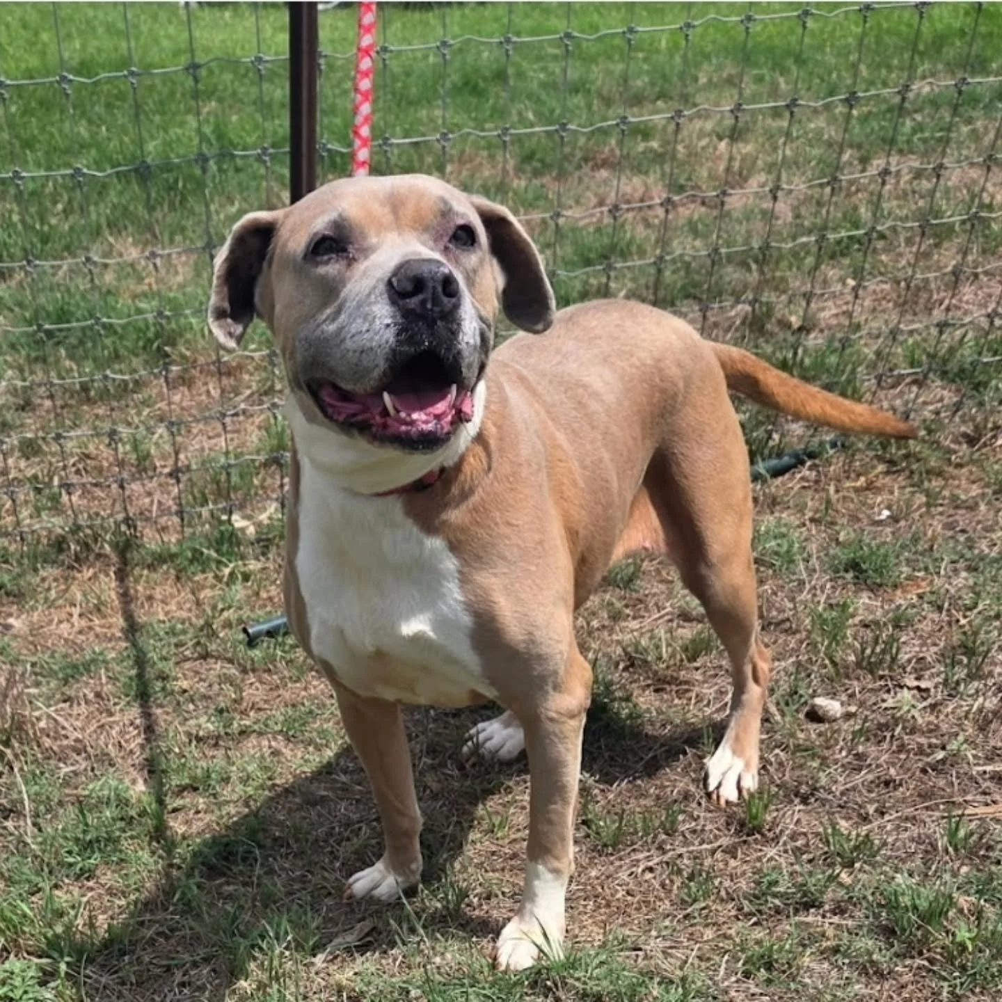 Pearl — FOSTER NEEDED/FOSTER TO ADOPT
We have not saved Pearl yet, we need a committed foster for her before we can save her. She would arrive in our care on September 27th
Pearl is a sweet, gentle girl who knows what she likes and isn&
